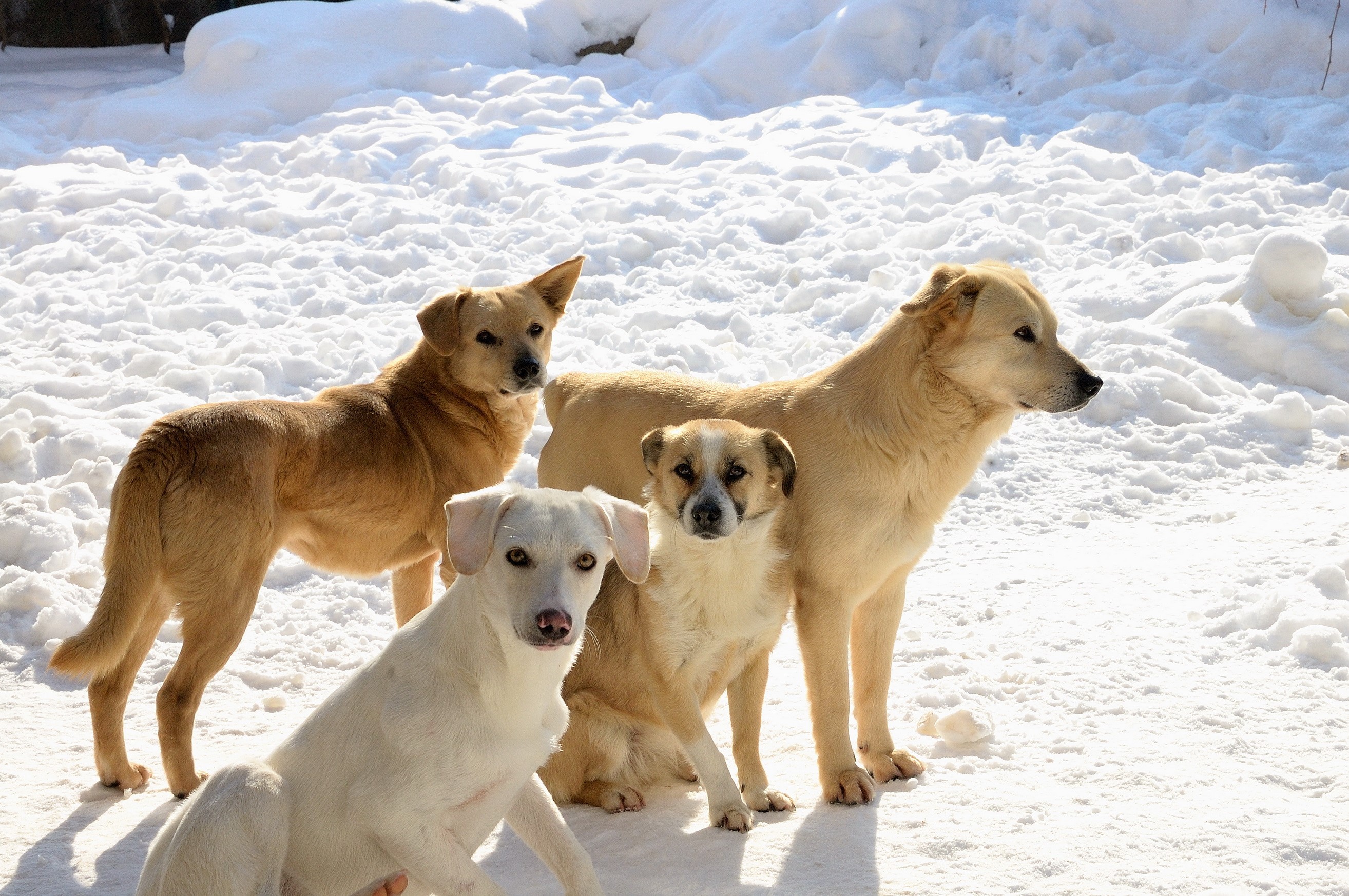 Four dogs in the snow HD Wallpaper