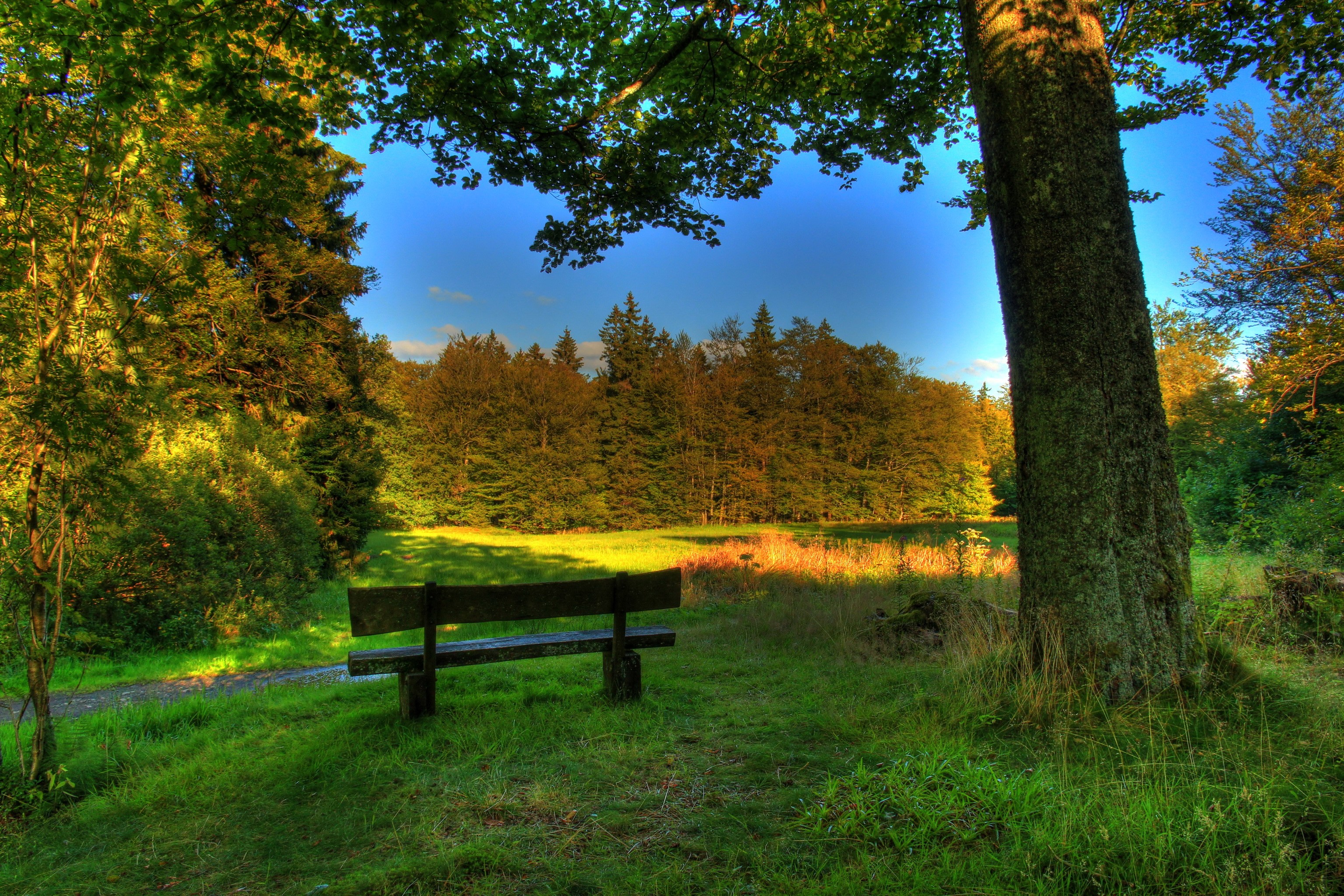 Bench in a forest clearing in Hessen, Germany HD Wallpaper