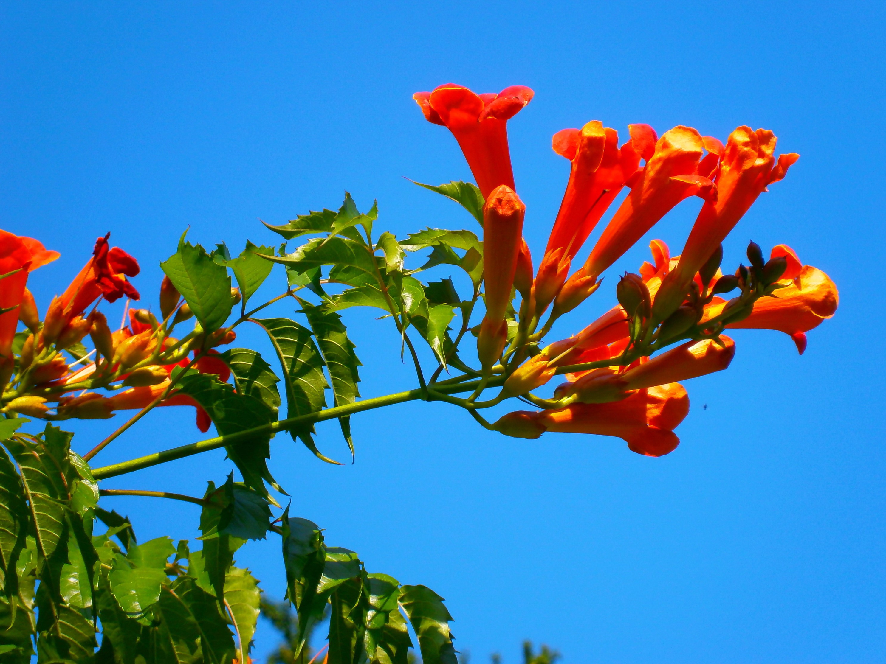 Orange trumpet flowers on a branch against blue sky HD Wallpaper