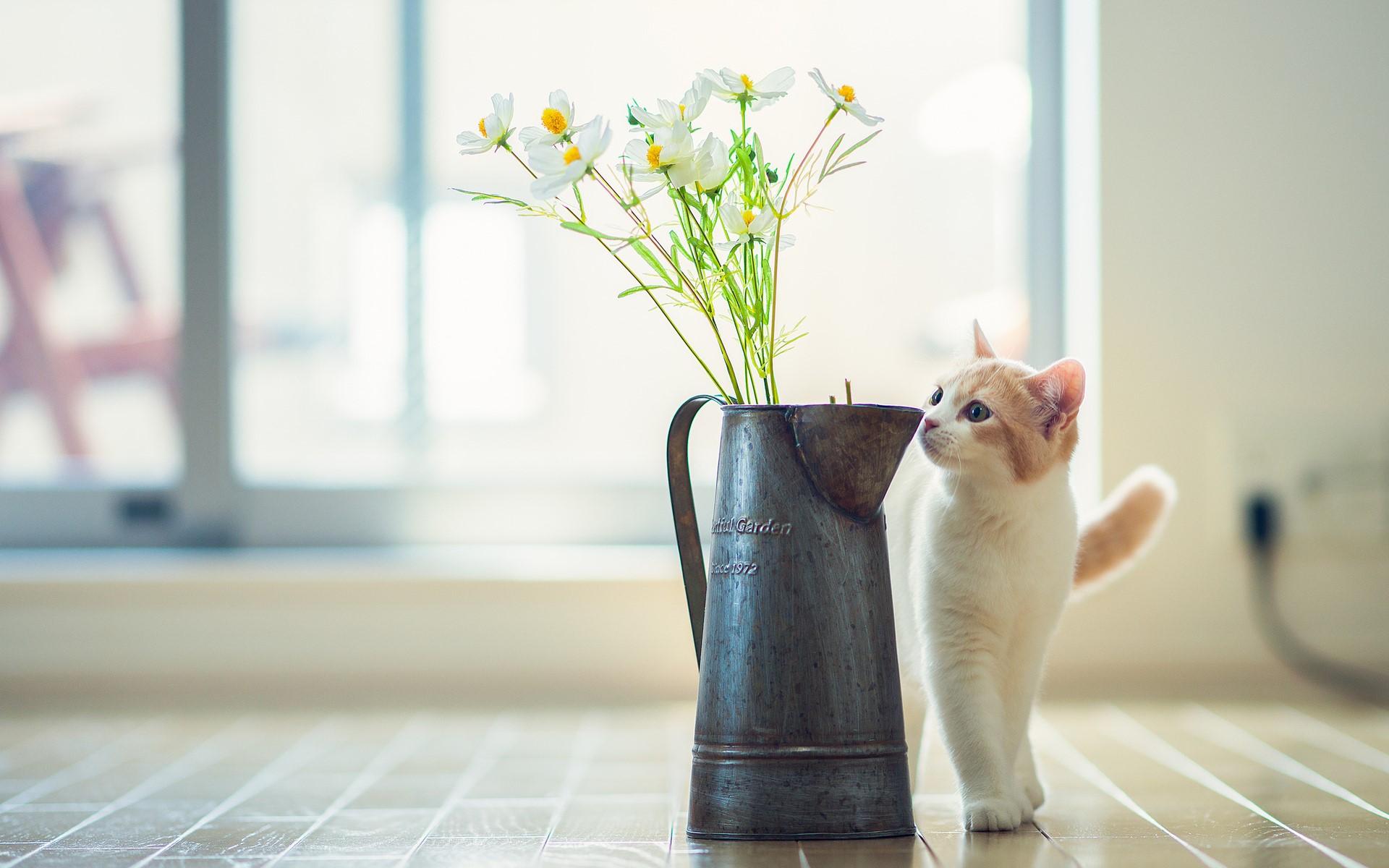 Cat looking at flowers in a jug HD Wallpaper