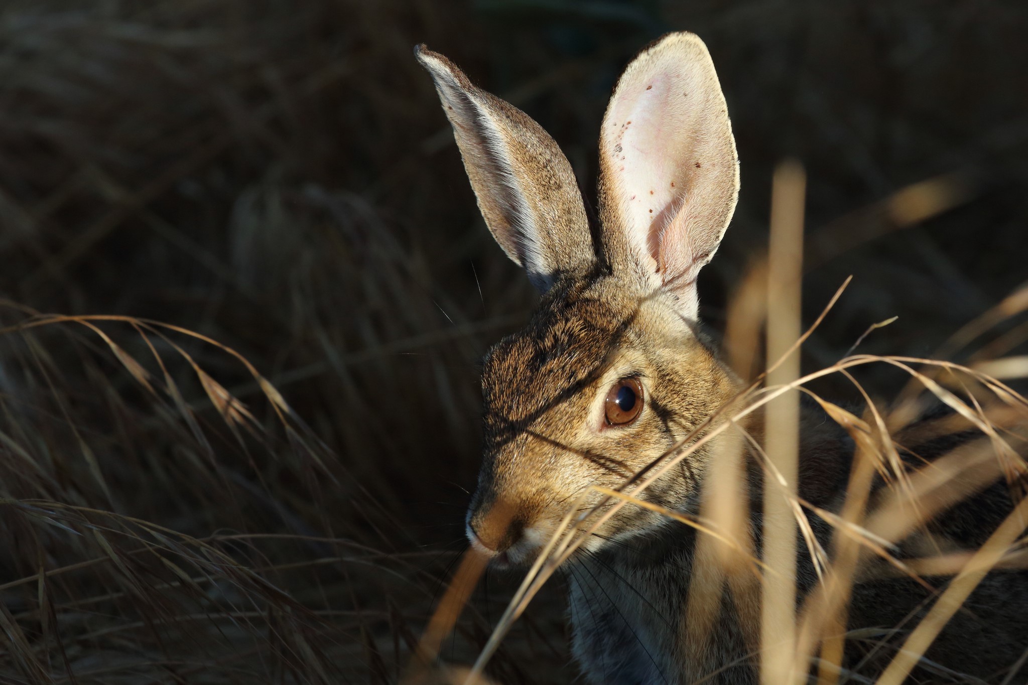 Close-up of a hare in dry grass HD Wallpaper