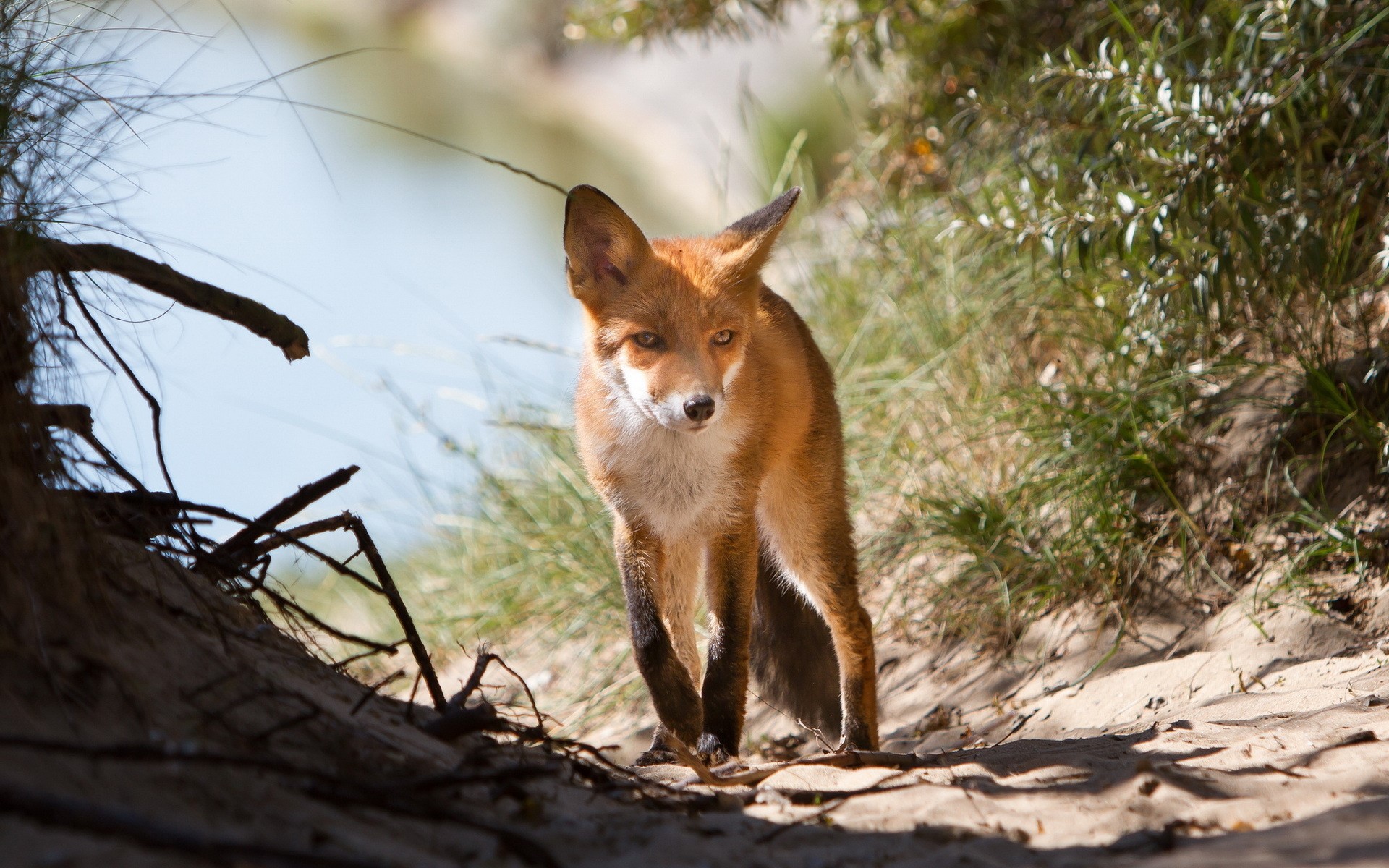 A red fox stands on a sandy path HD Wallpaper