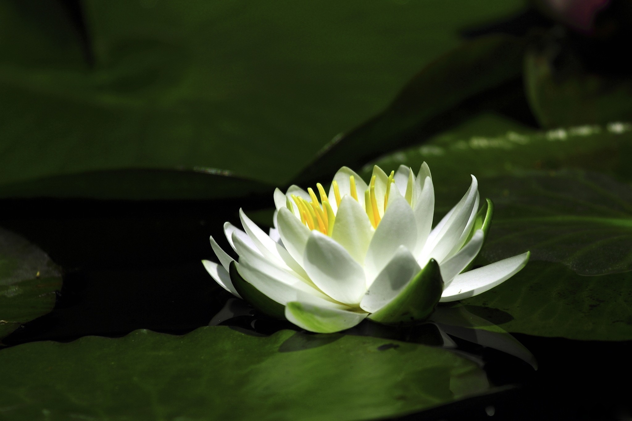 White water lily with yellow stamens on dark green lily pads HD Wallpaper