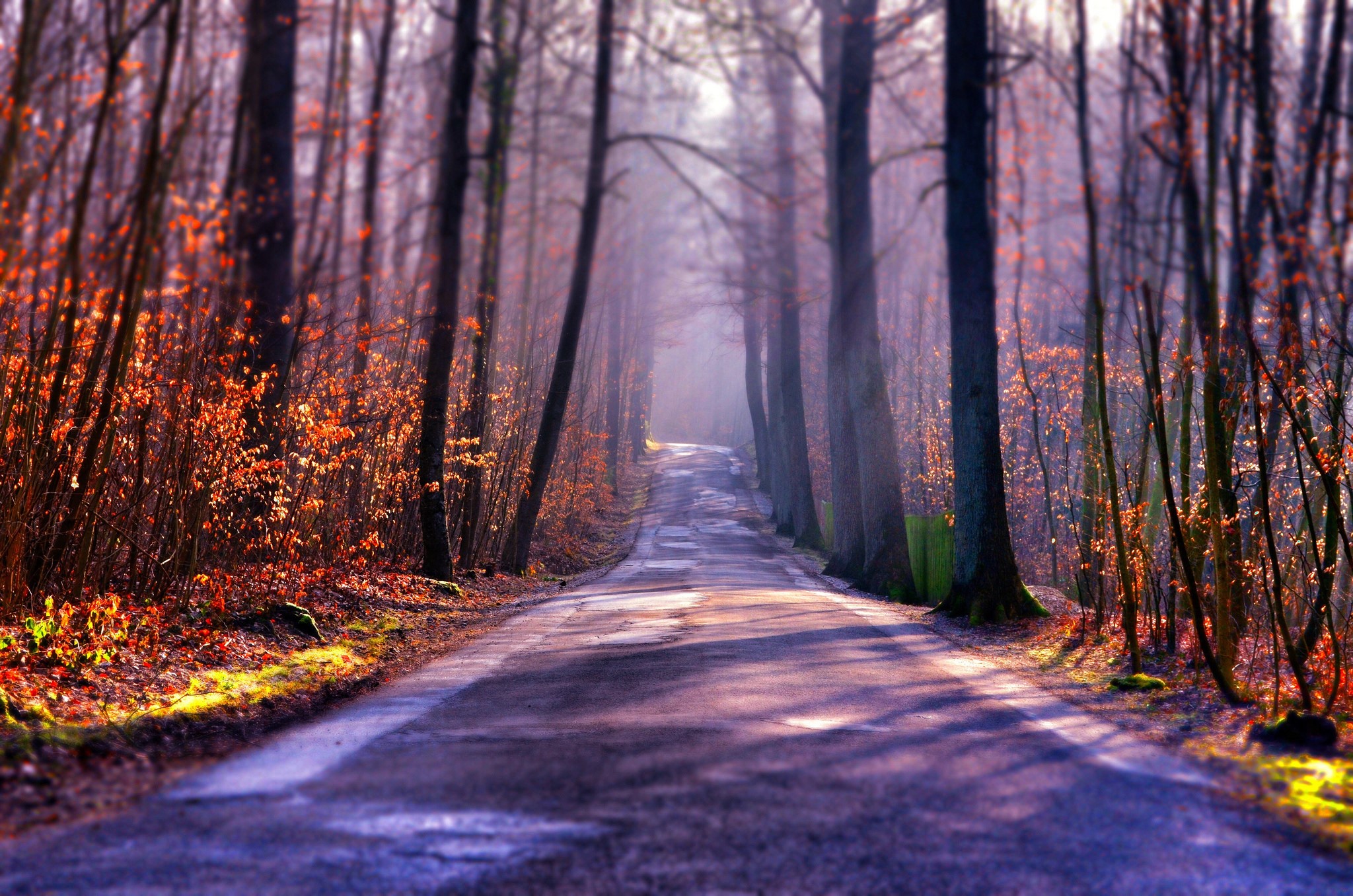 Road through a forest in autumn HD Wallpaper
