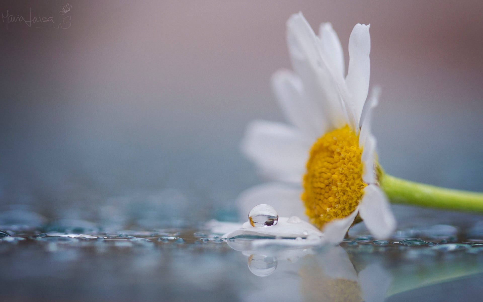 Daisy with water droplet on petal HD Wallpaper