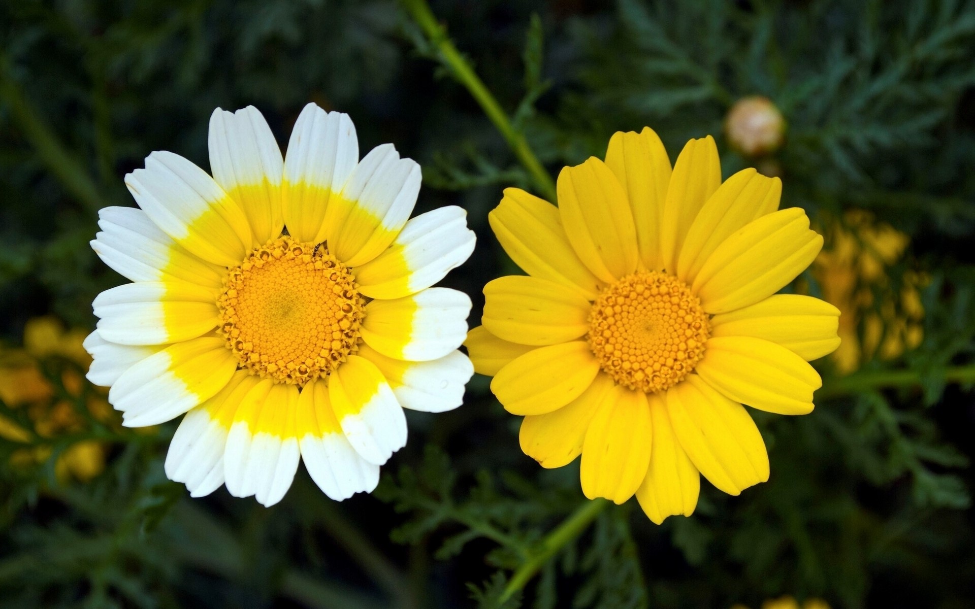 Two daisies with yellow and white petals HD Wallpaper