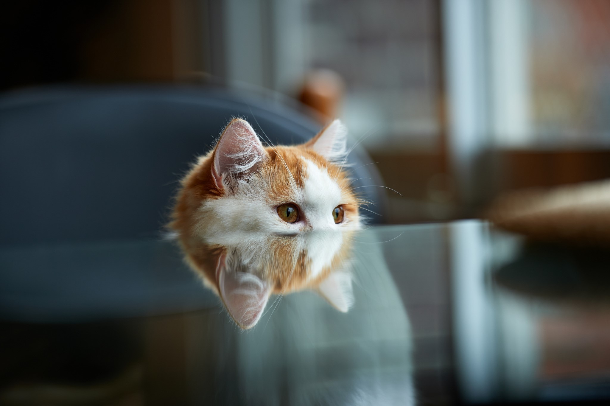 Orange and white cat peeking through a glass surface HD Wallpaper