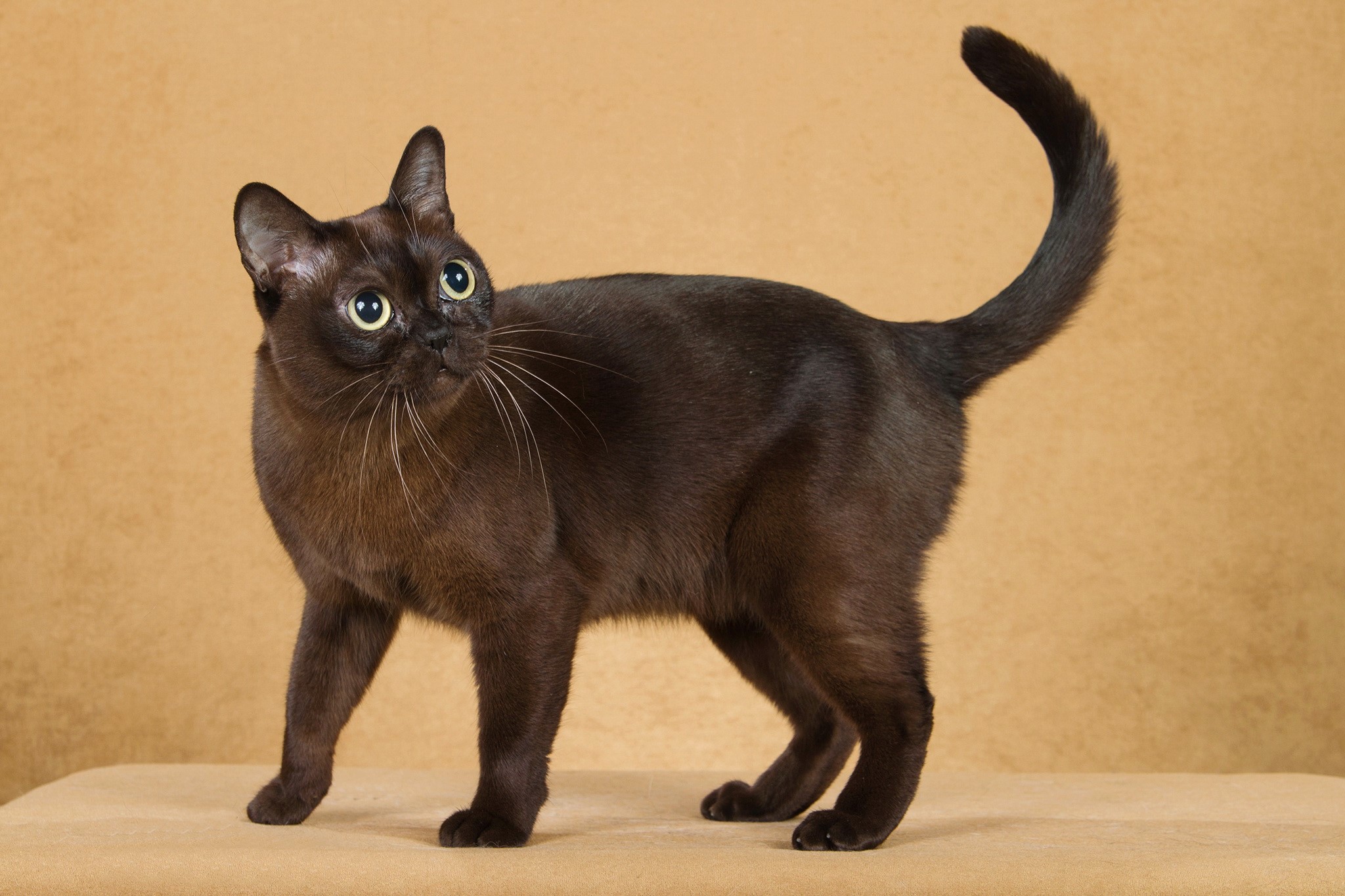 Brown Burmese cat standing against a tan background HD Wallpaper