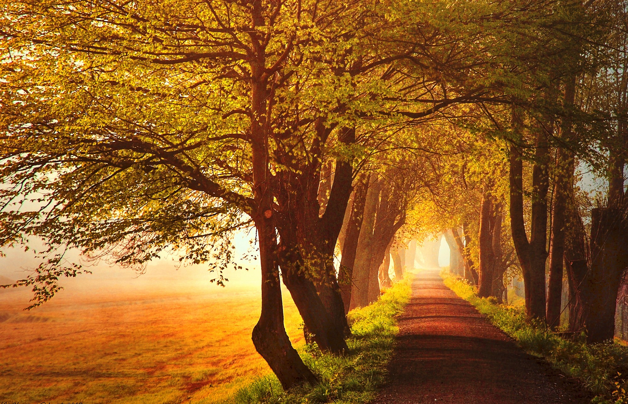 Autumn tree-lined road with fog HD Wallpaper