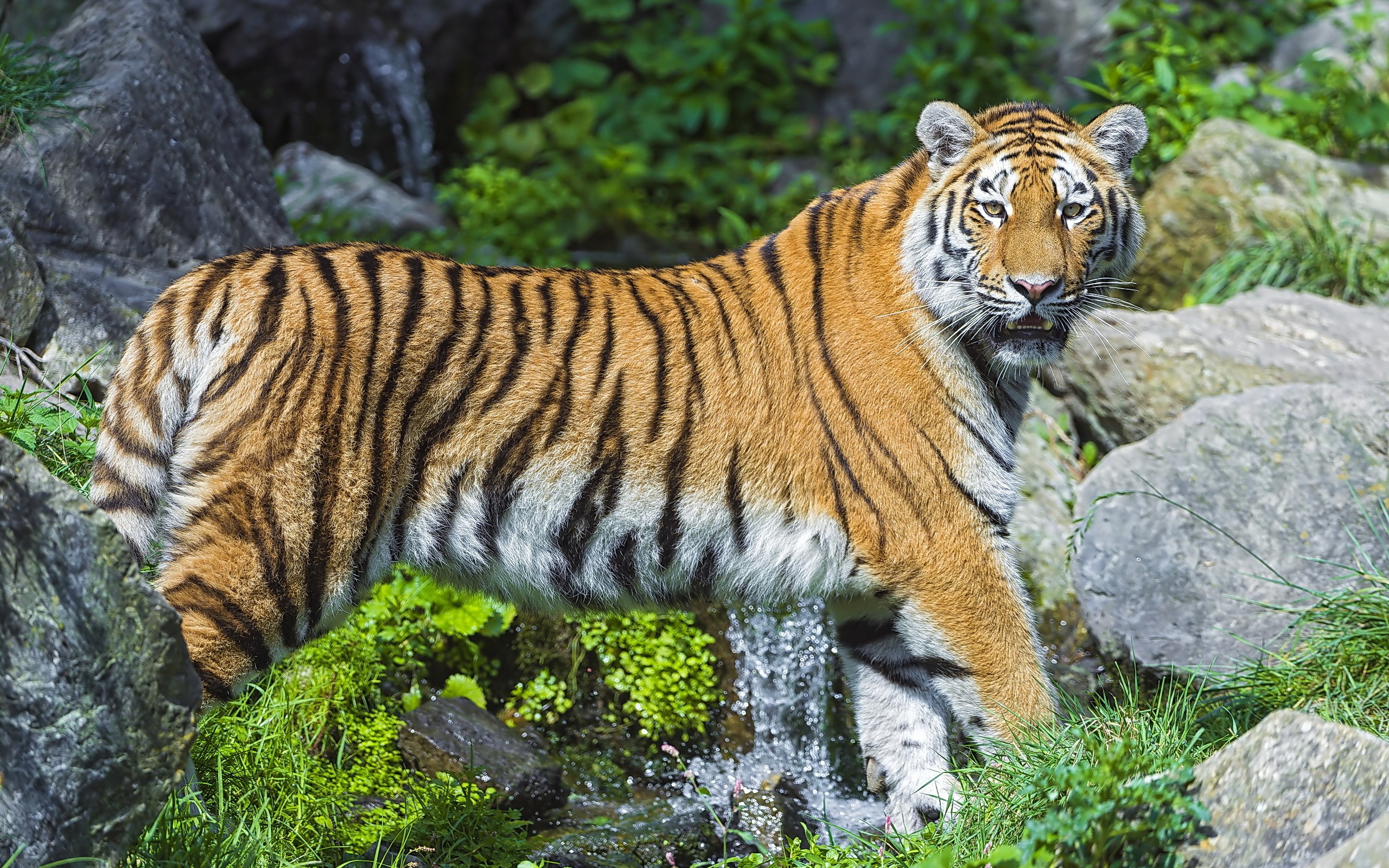 Tiger standing near rocks and stream HD Wallpaper