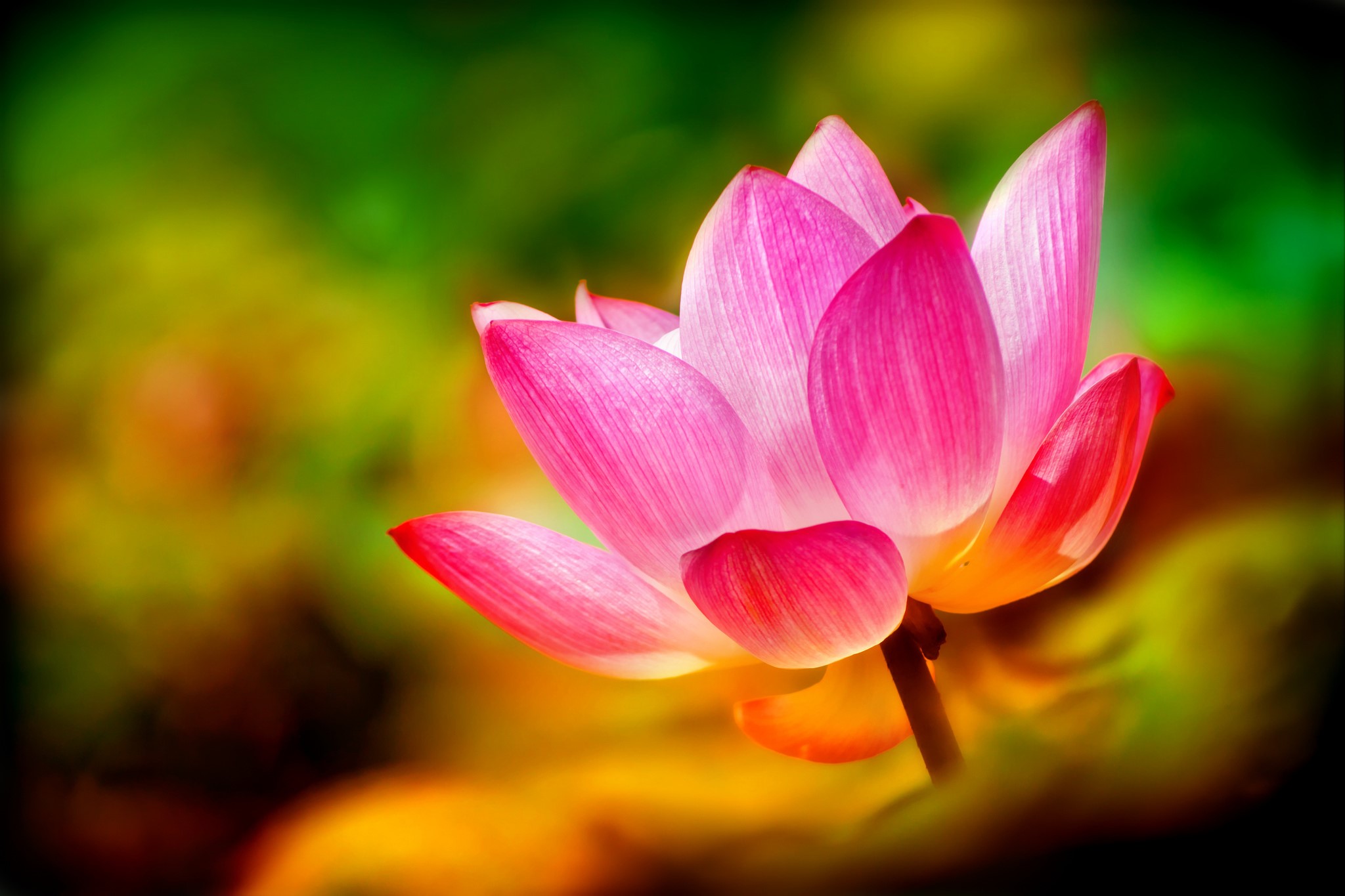 Pink Lotus Flower Closeup HD Wallpaper