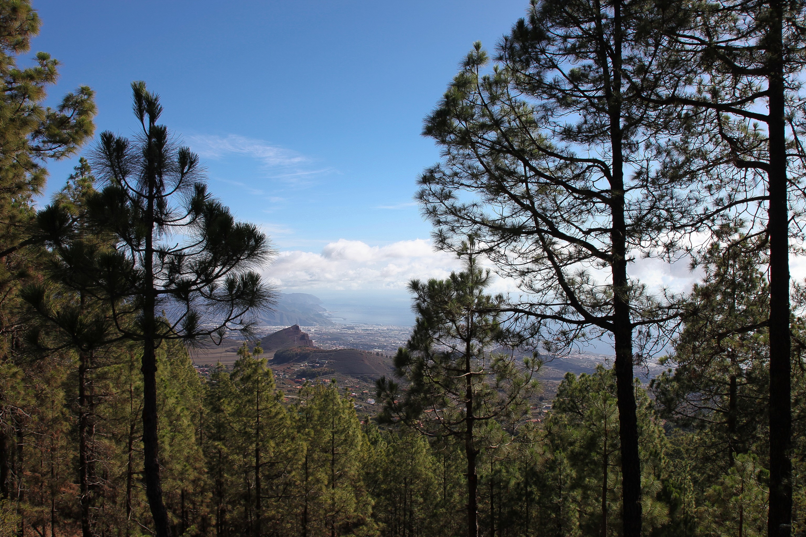 View of Tenerife from a pine forest HD Wallpaper