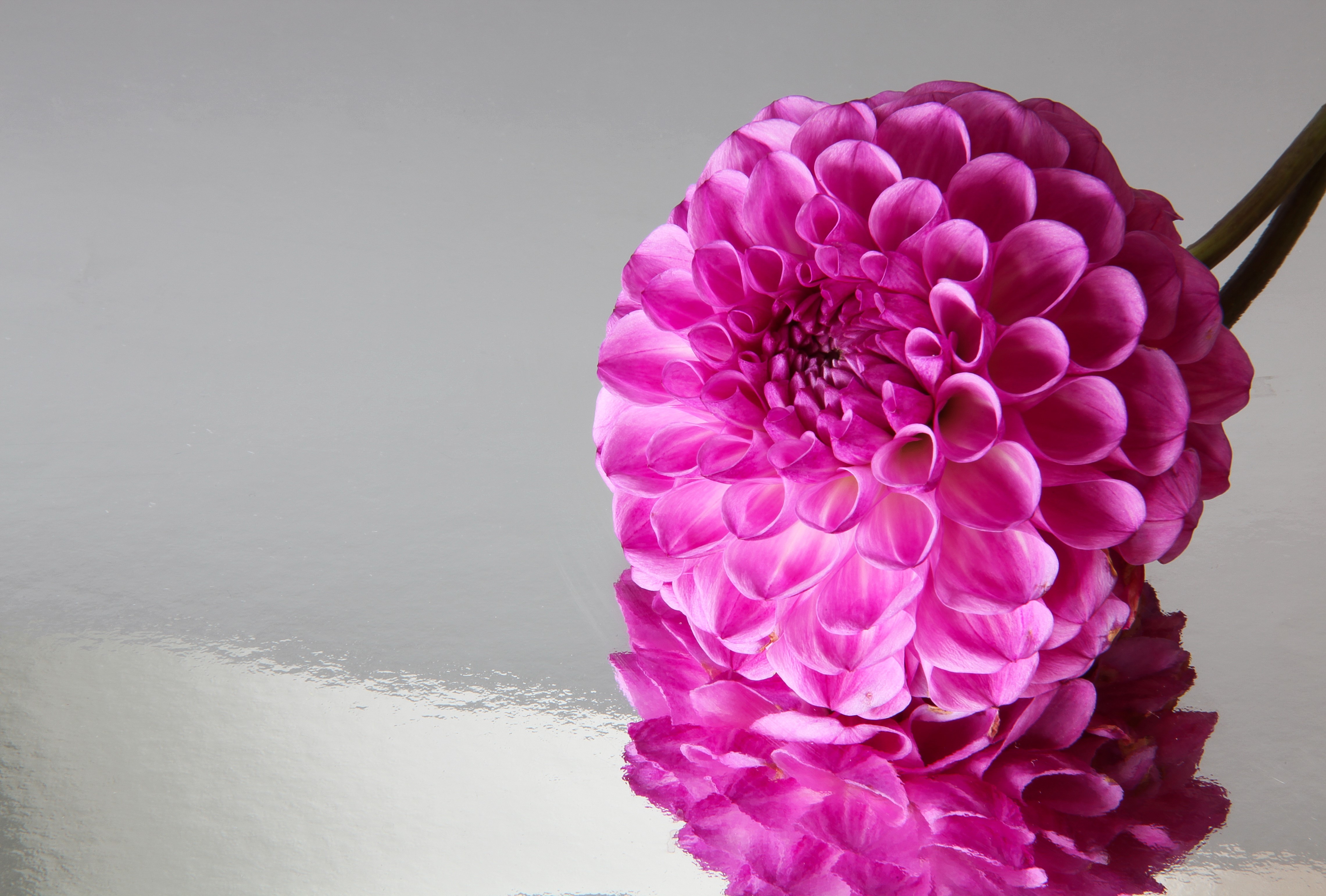 4K Dahlia flower closeup HD Wallpaper