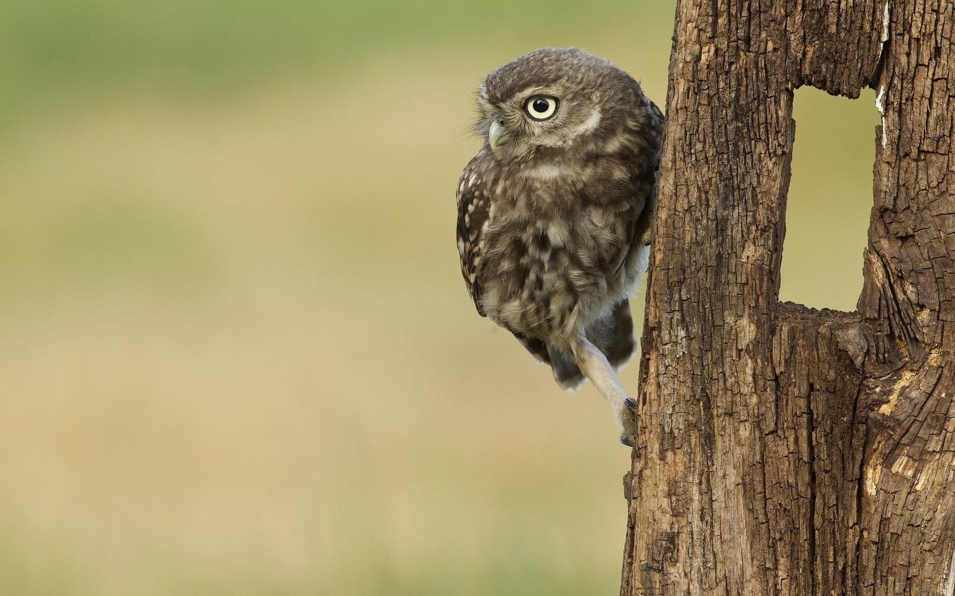 Little owl perched on a tree trunk HD Wallpaper