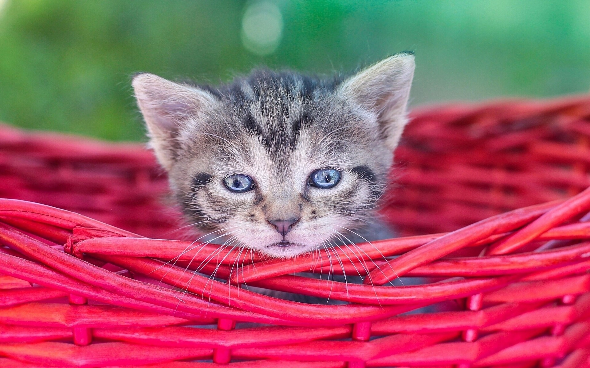 Kitten with blue eyes in a red wicker basket HD Wallpaper