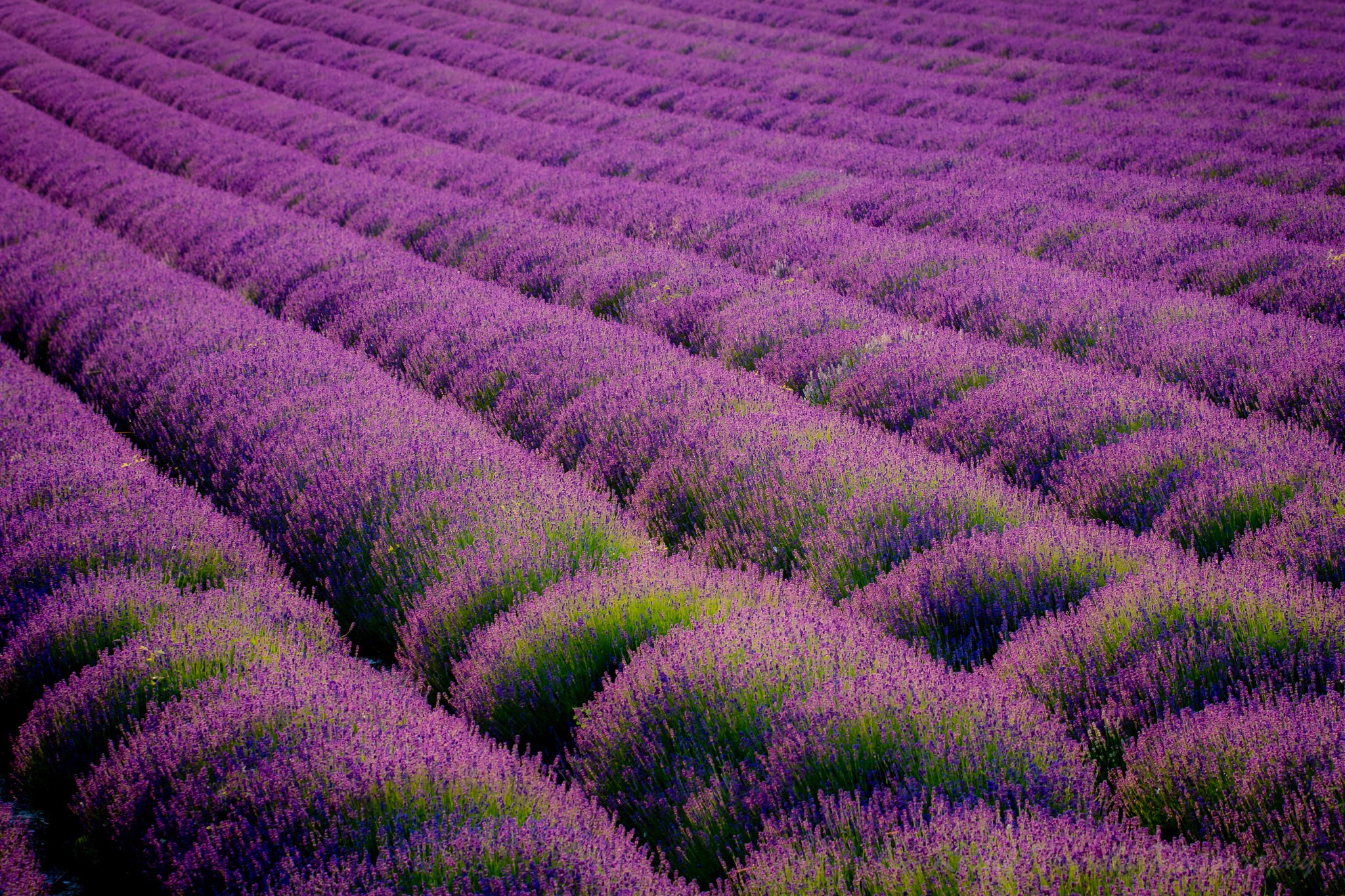Rows of Lavender in a Field HD Wallpaper