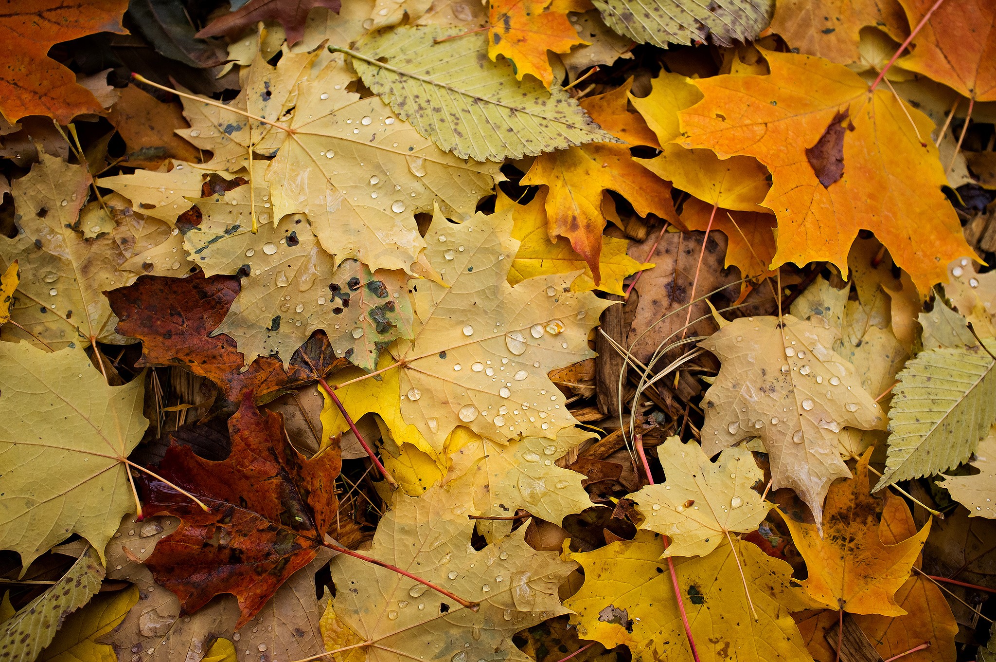 Closeup of wet autumn maple leaves on the ground HD Wallpaper