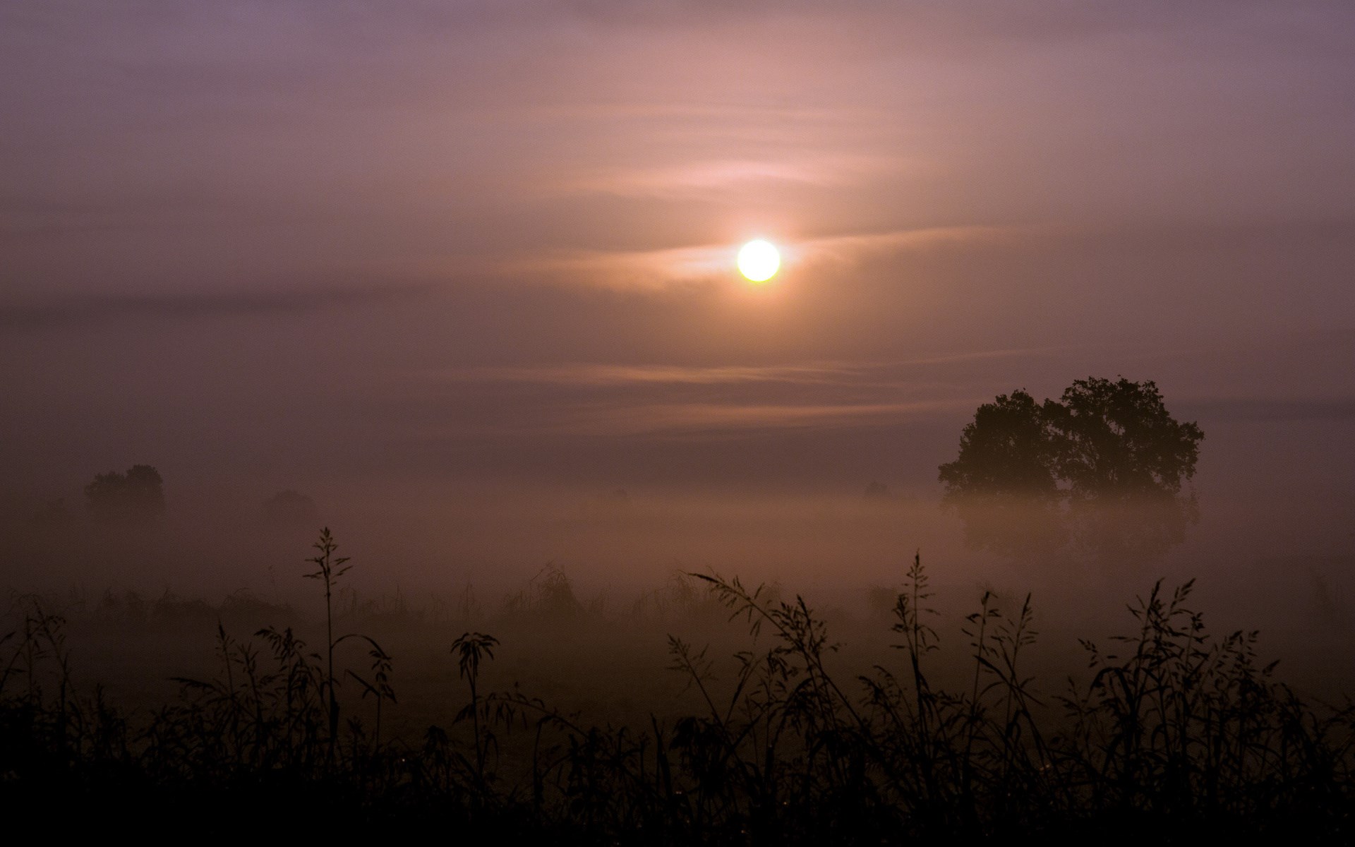 Misty Sunrise Over a Field with Silhouetted Plants HD Wallpaper