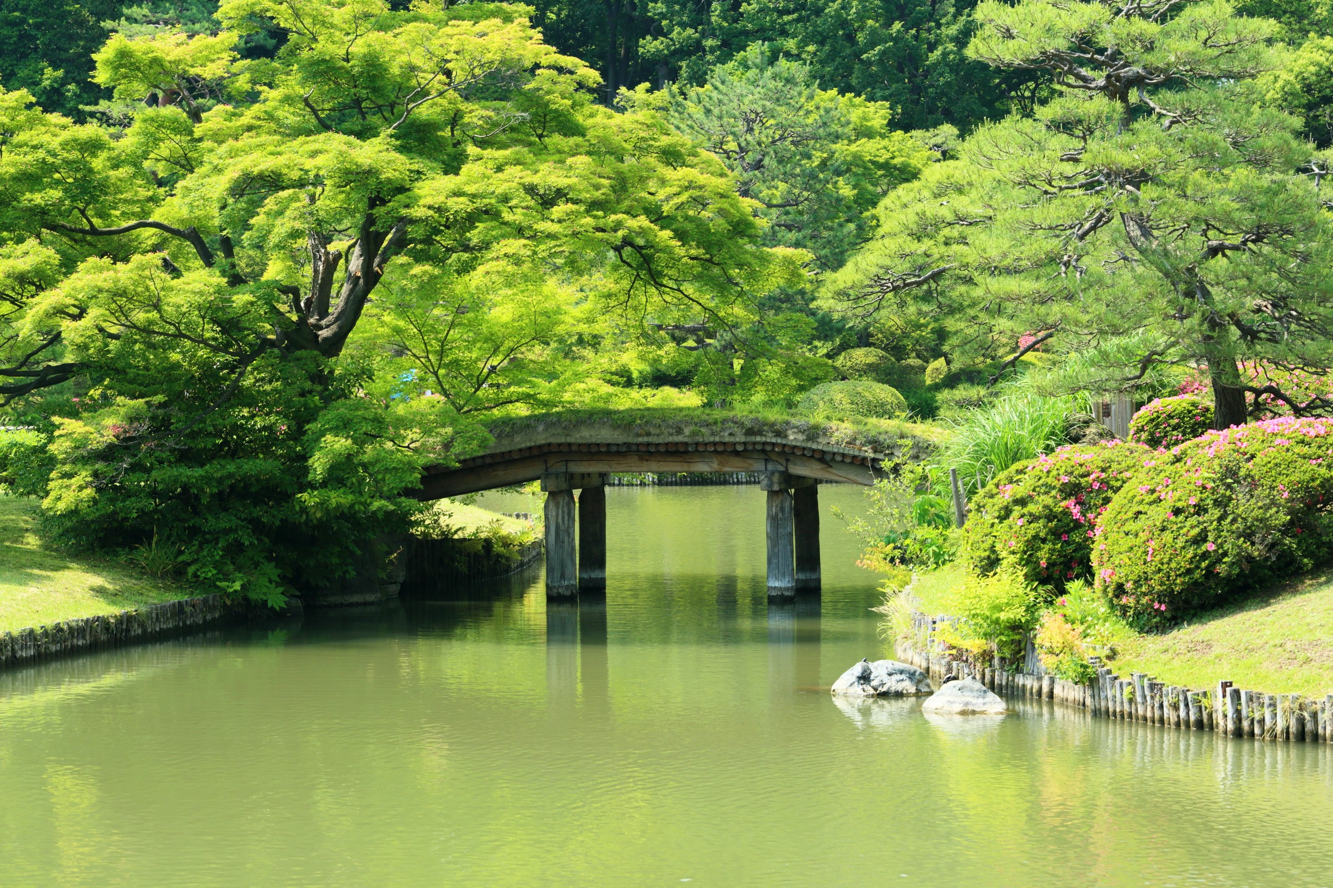 Wooden bridge over a pond in a Japanese garden HD Wallpaper