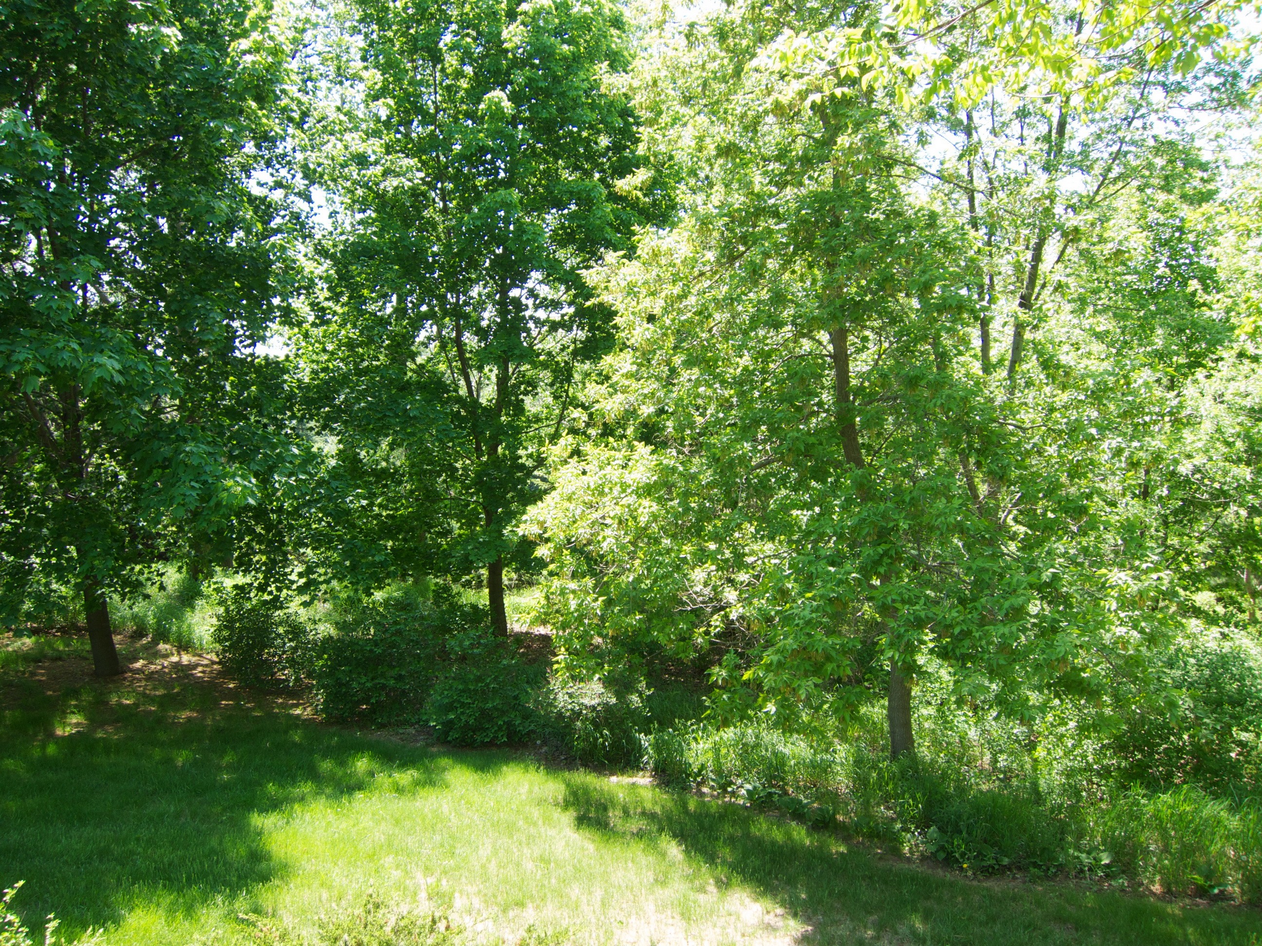 Trees and grass in a park on a sunny day HD Wallpaper