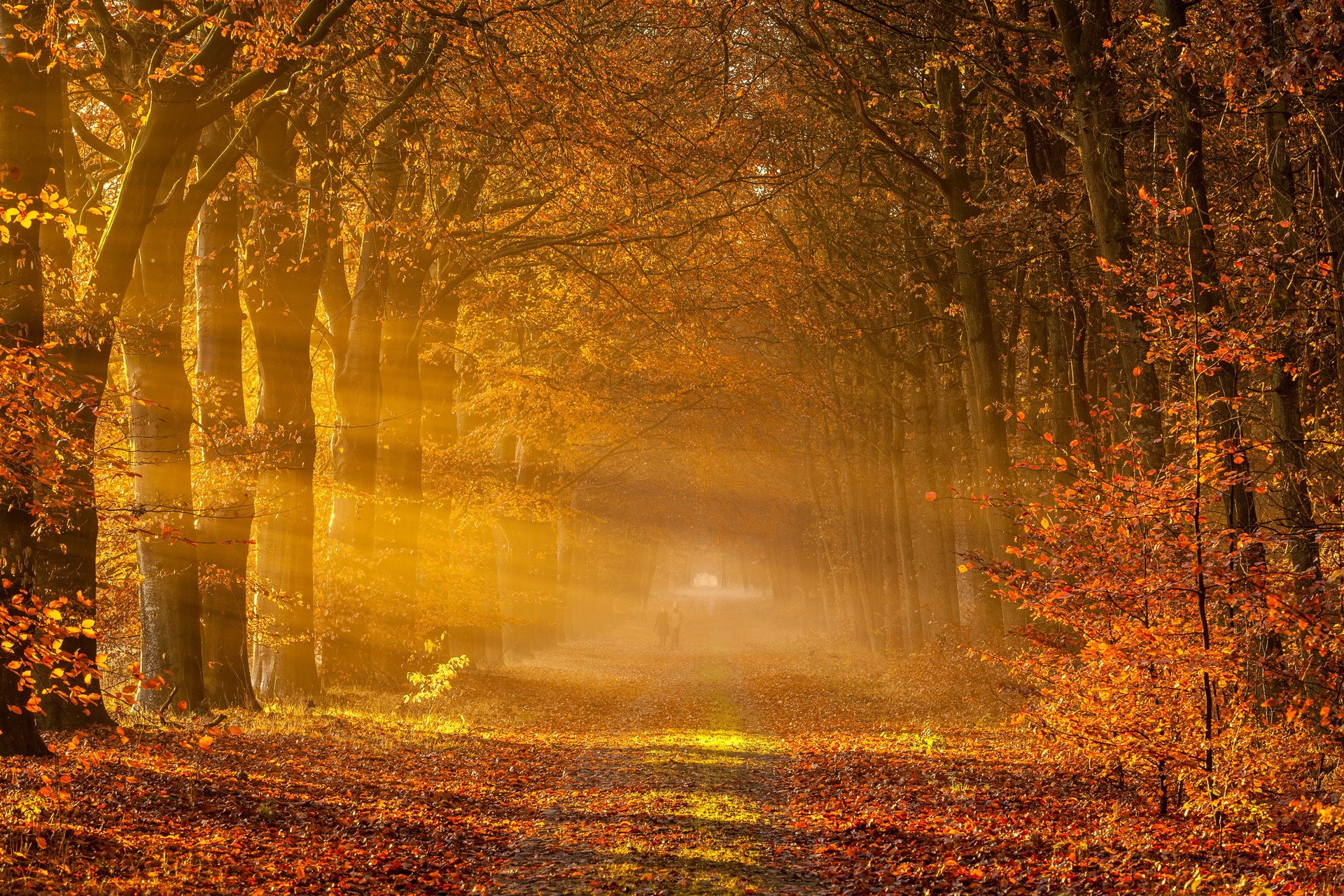 Autumn forest path with sunbeams and fallen leaves HD Wallpaper
