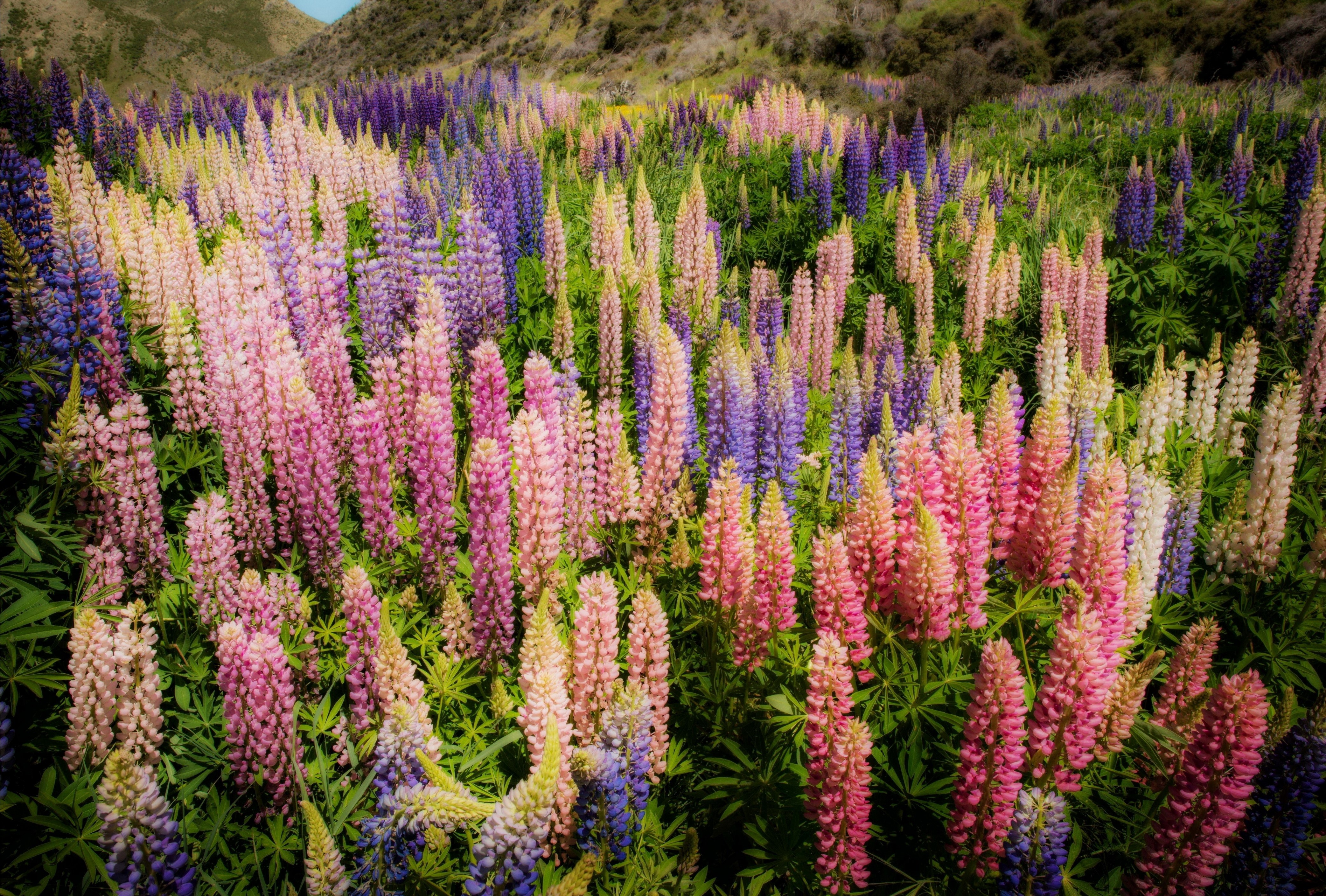 Field of Many Lupinus Flowers in 4K HD Wallpaper