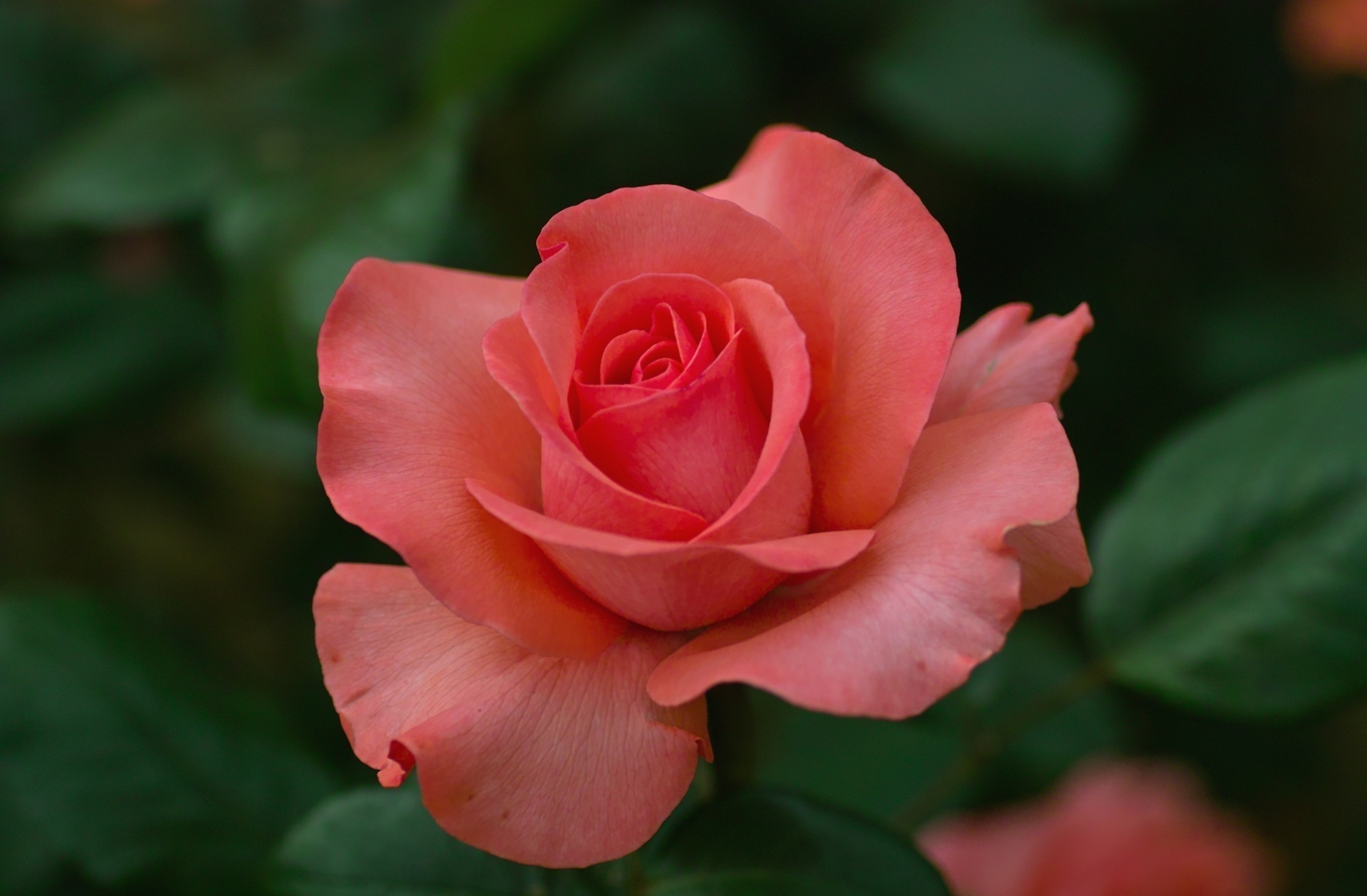 Close-up of a coral pink rose HD Wallpaper