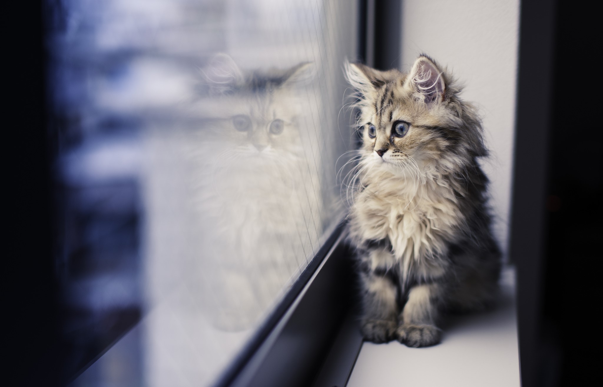 Fluffy kitten sitting on a windowsill looking out a window HD Wallpaper