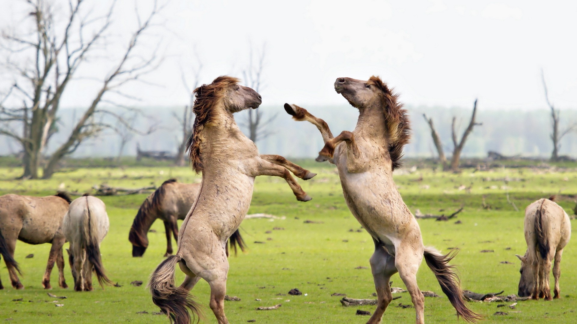 Two horses fighting in a field HD Wallpaper