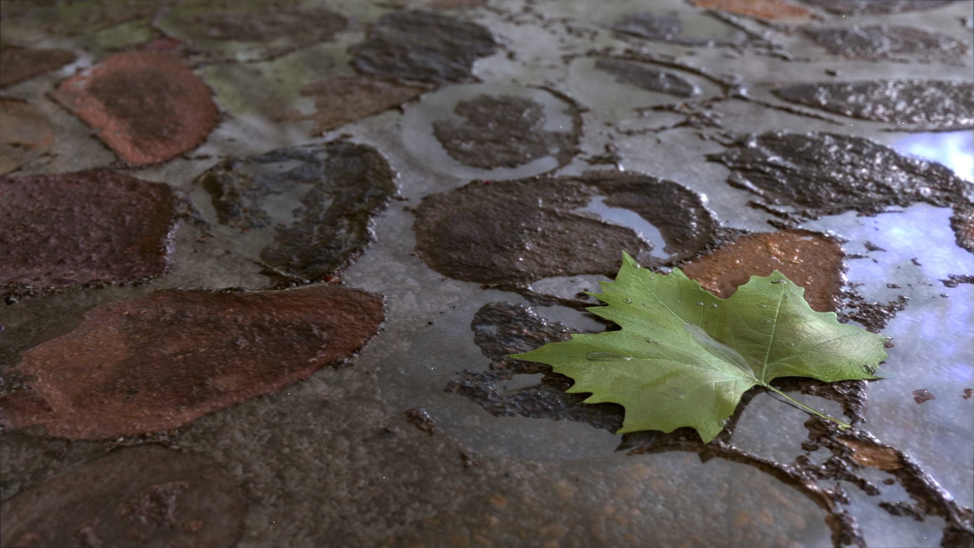 Green leaf on wet stone pavement HD Wallpaper