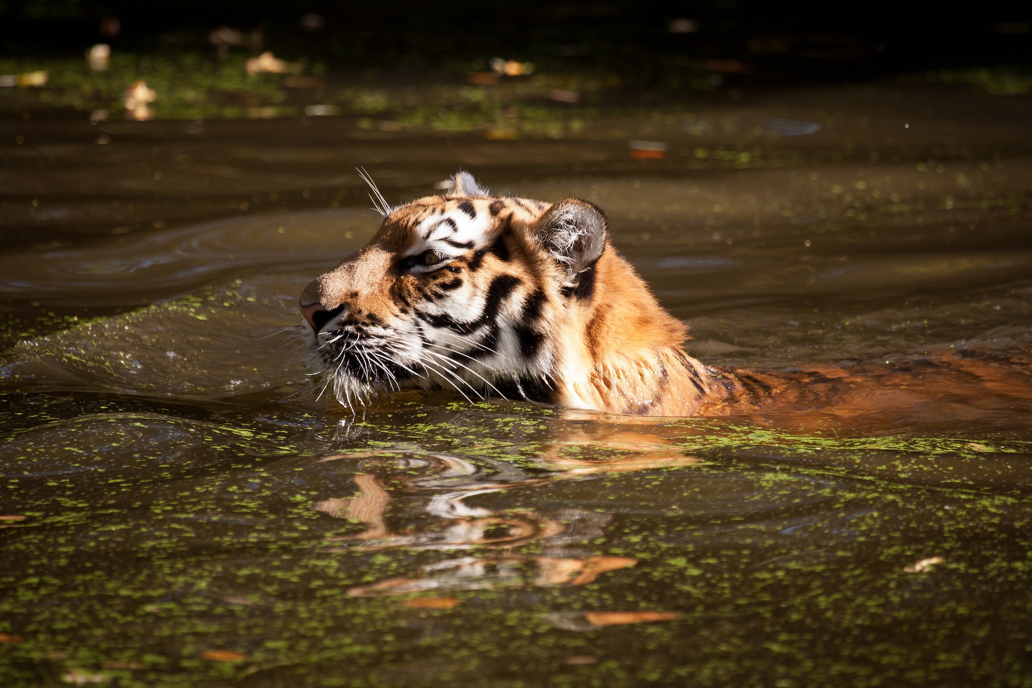 Tiger swimming in a murky pond HD Wallpaper