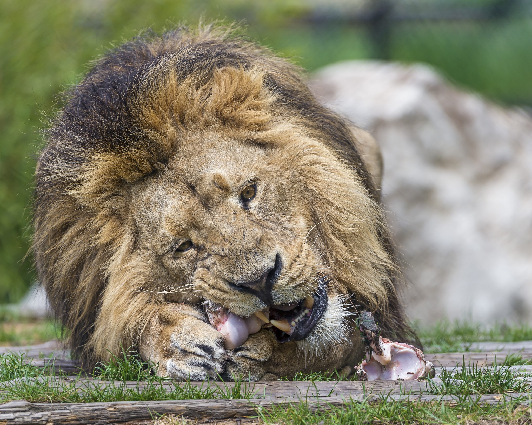 Lion eating meat HD Wallpaper