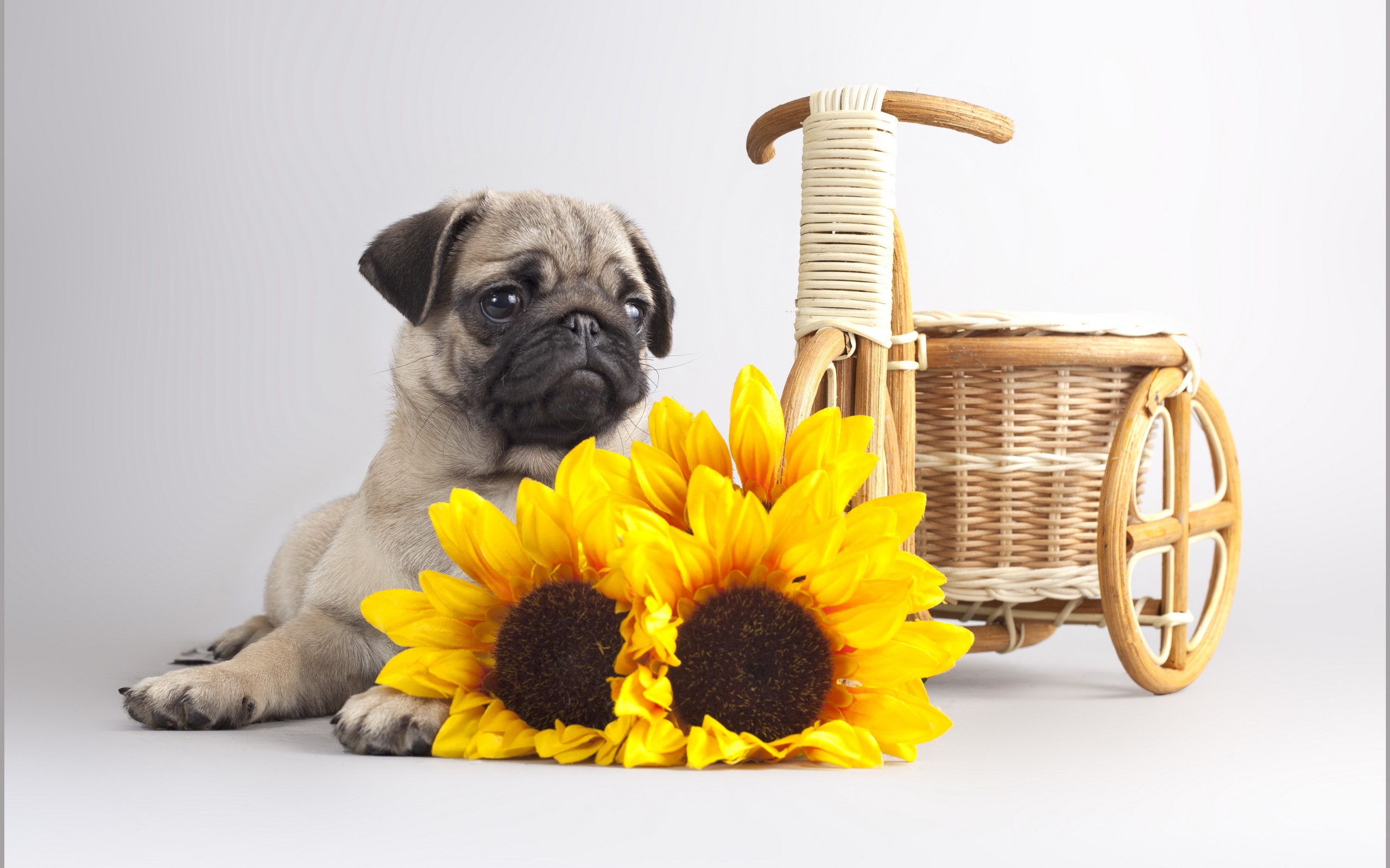 Pug puppy with sunflowers and a wicker tricycle HD Wallpaper