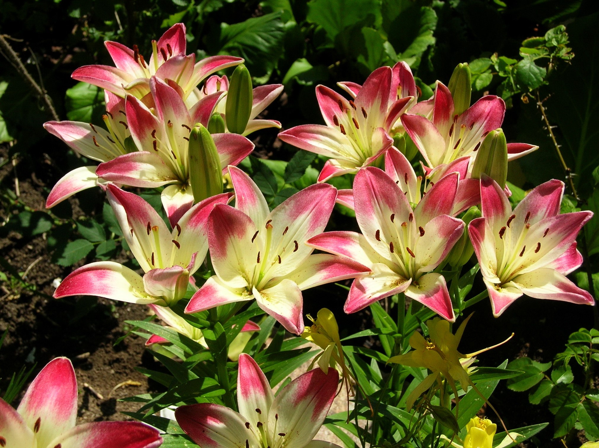 Many pink and white lilies in a garden HD Wallpaper