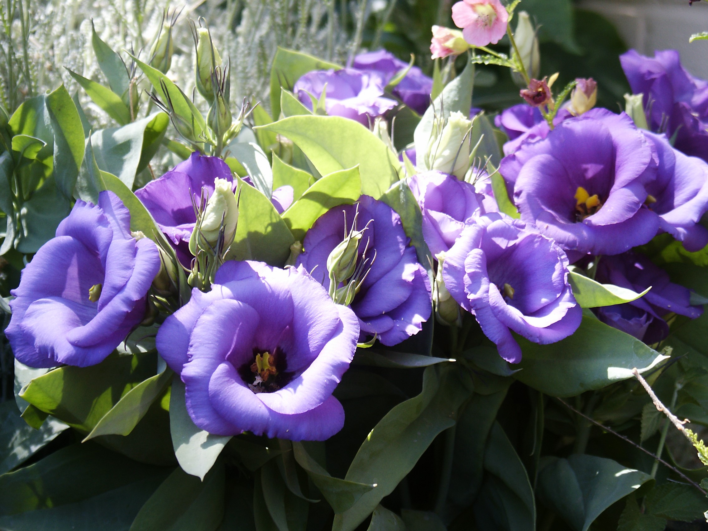Purple Eustoma flowers with green leaves HD Wallpaper
