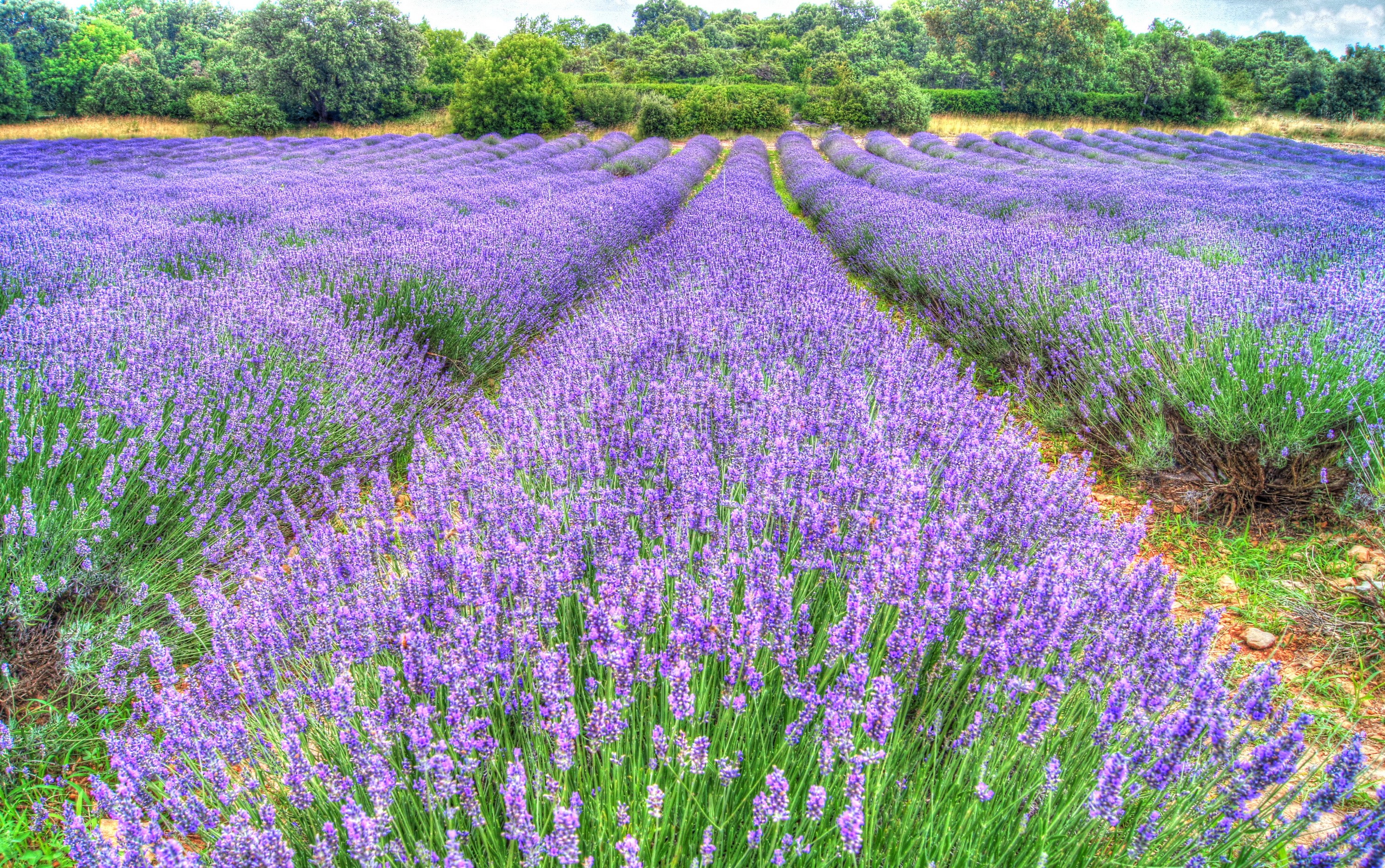 Lavender fields in bloom HD Wallpaper