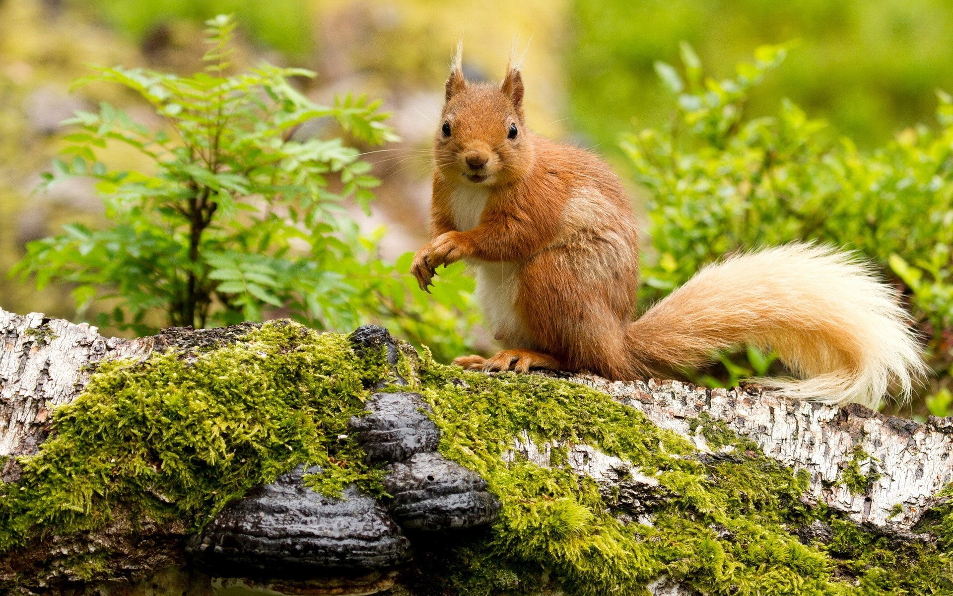 Red squirrel on mossy log HD Wallpaper