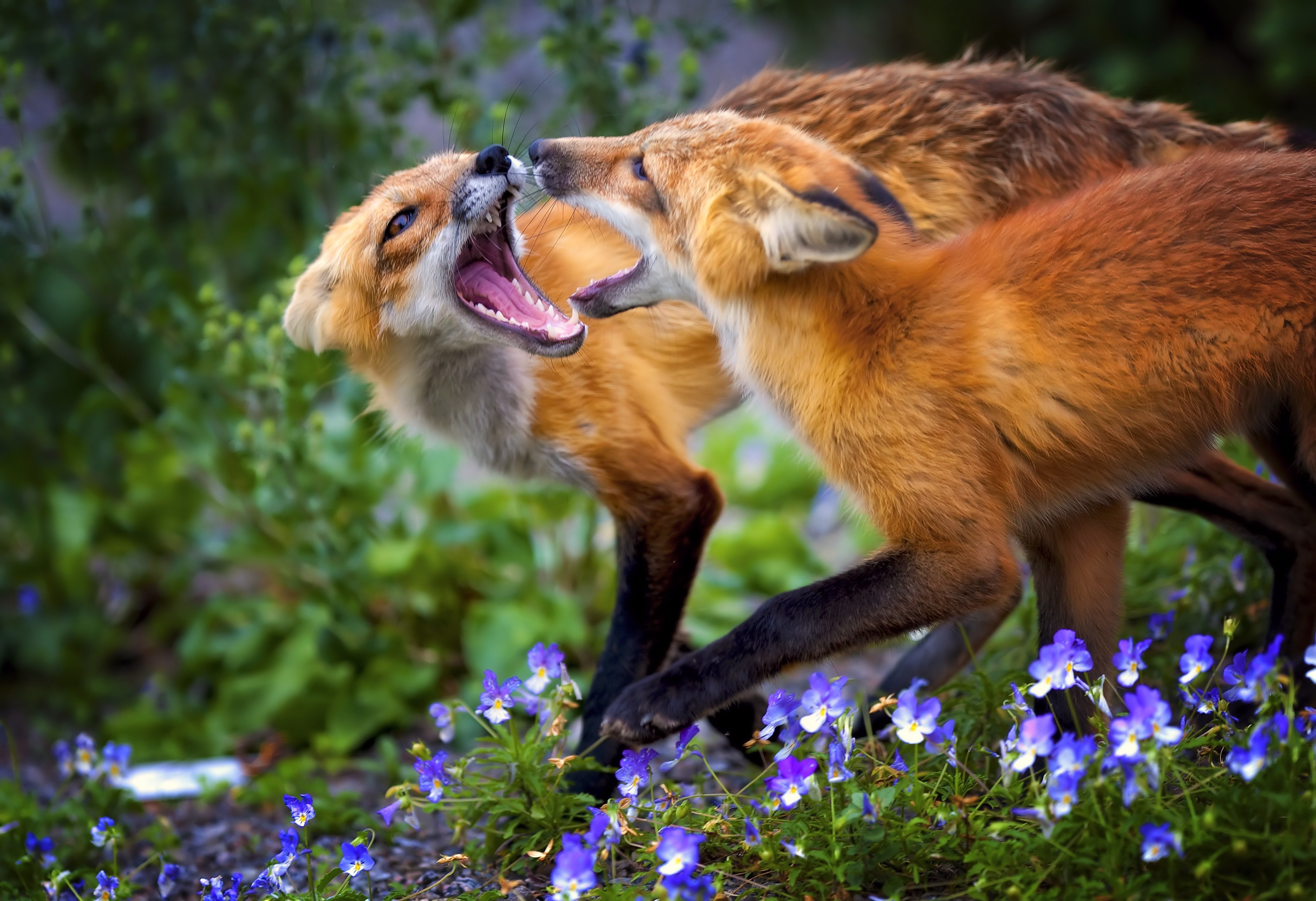 Two Foxes Roaring at Each Other HD Wallpaper