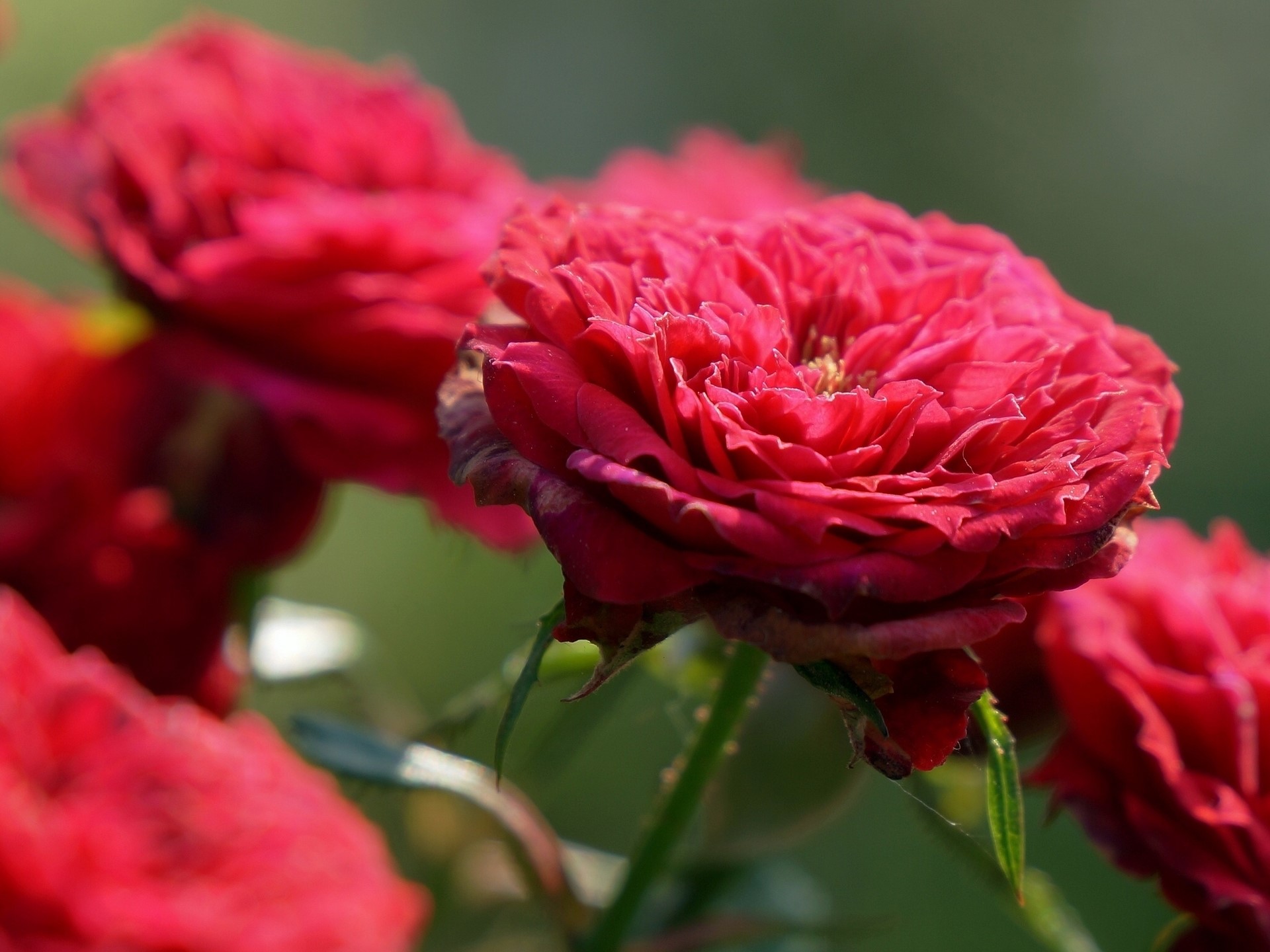 Close-up of red roses in a garden HD Wallpaper