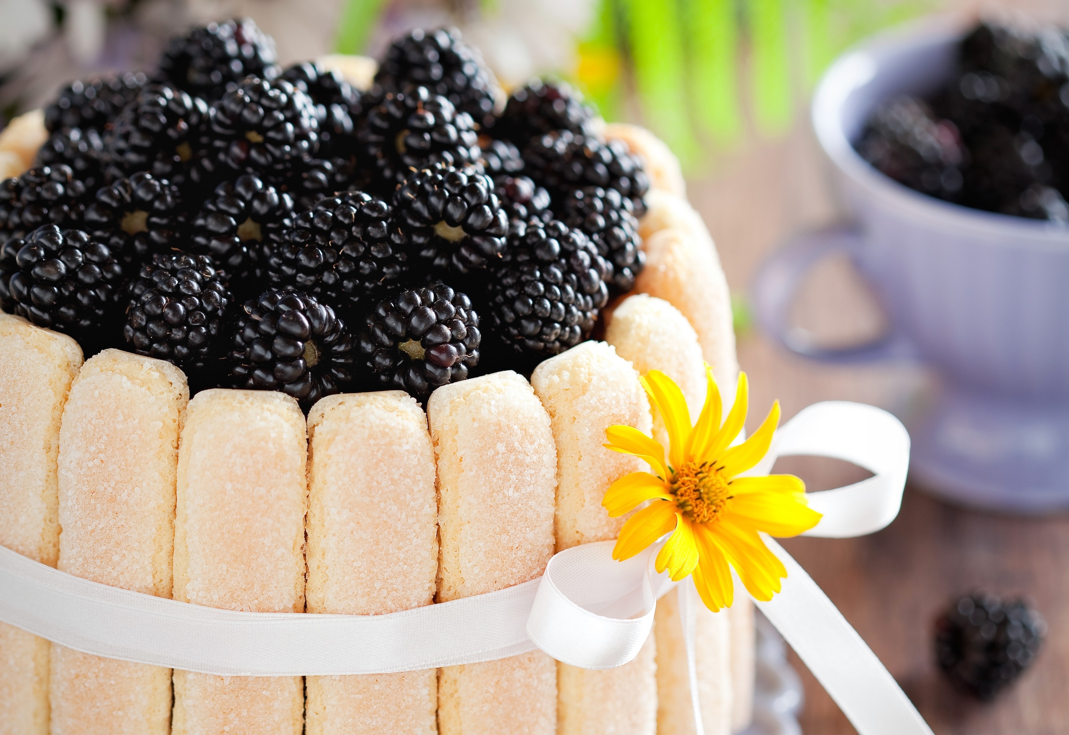 Blackberry Charlotte Cake with Yellow Flower HD Wallpaper