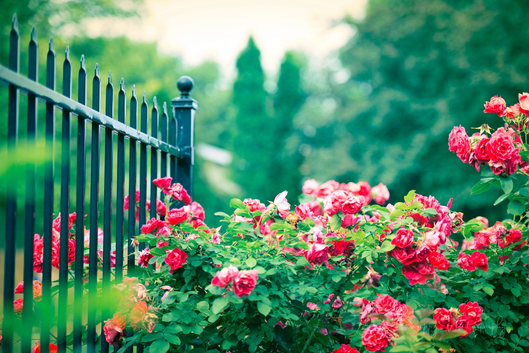 Red roses blooming by a black metal fence HD Wallpaper