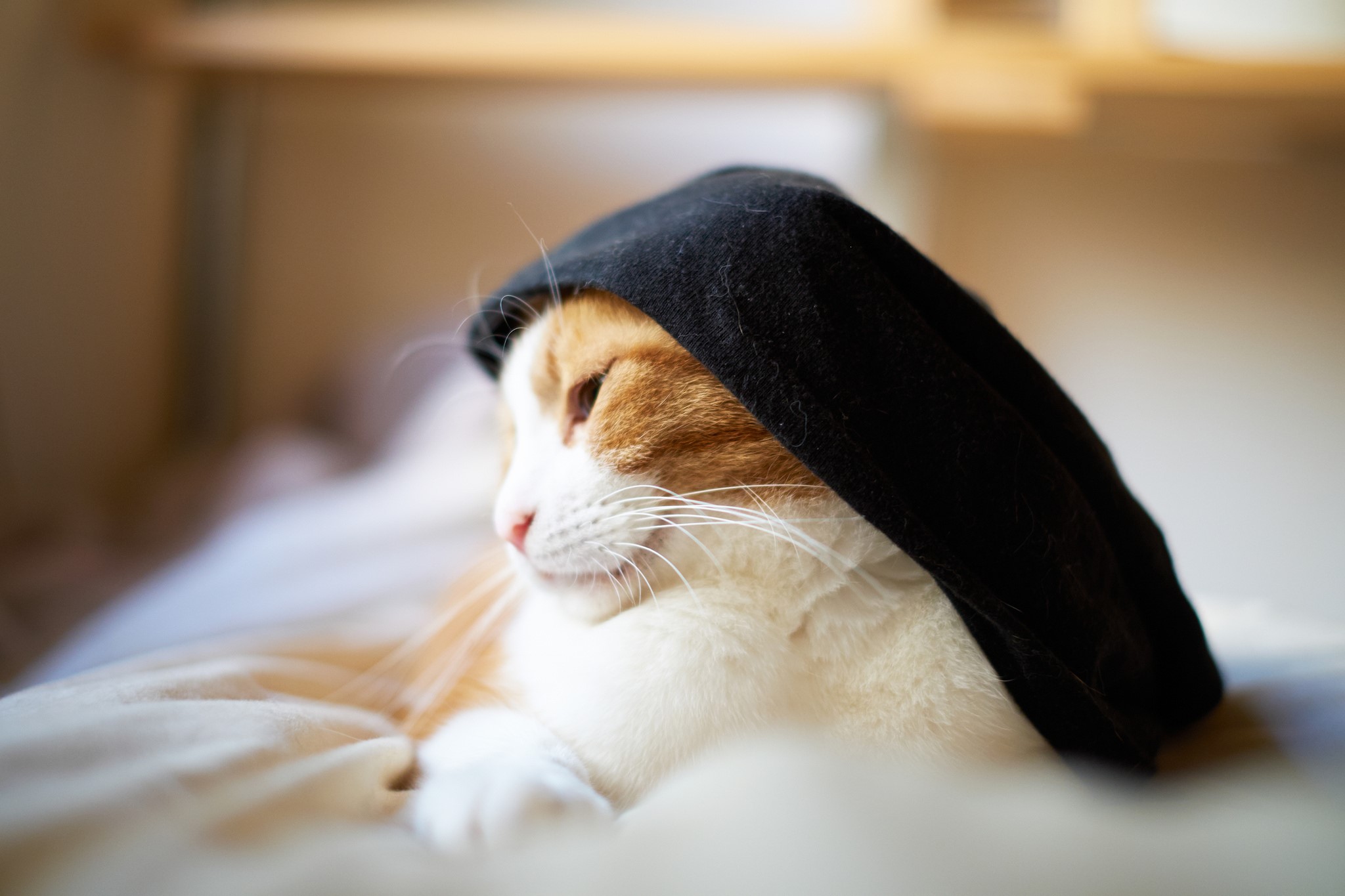 Orange and white cat wearing a black beret HD Wallpaper
