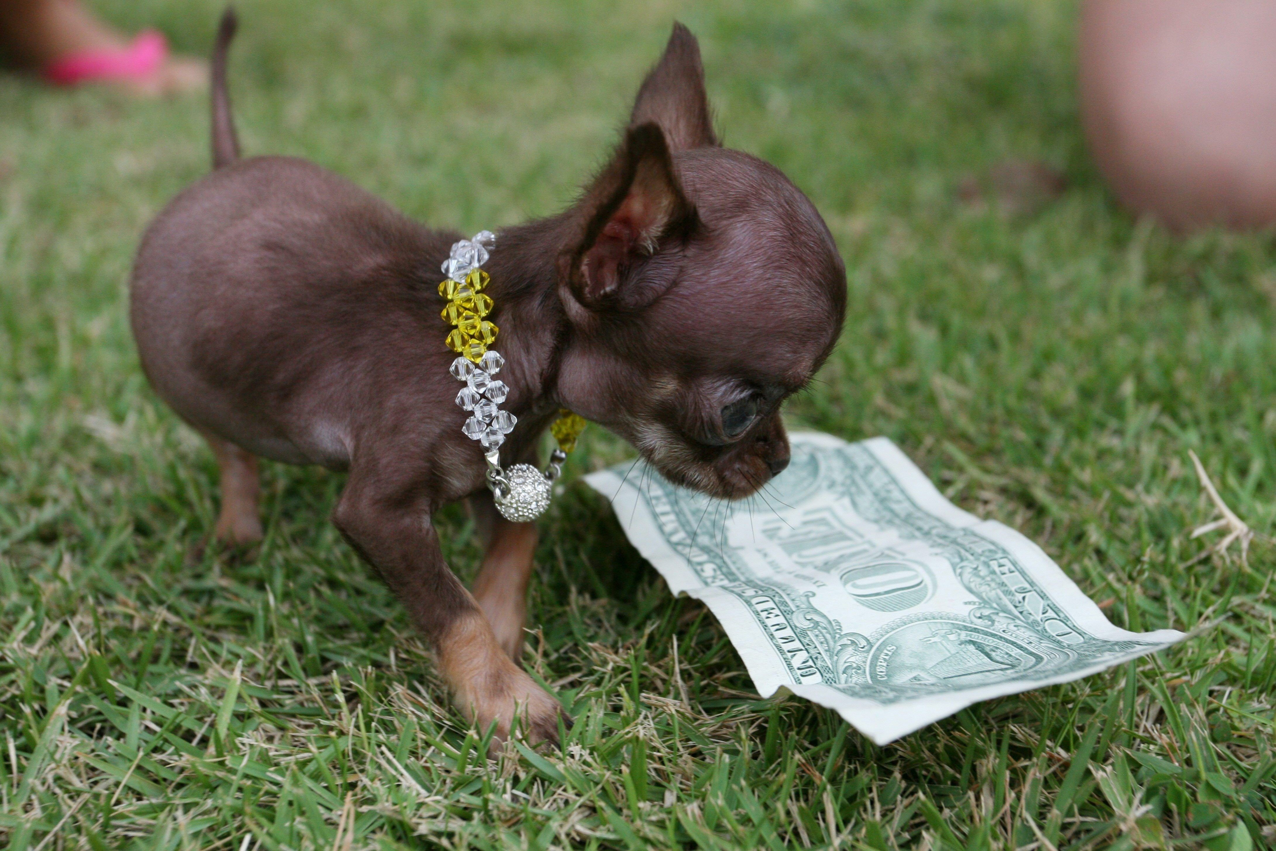 Chihuahua Puppy with Dollar Bill and Beaded Collar HD Wallpaper