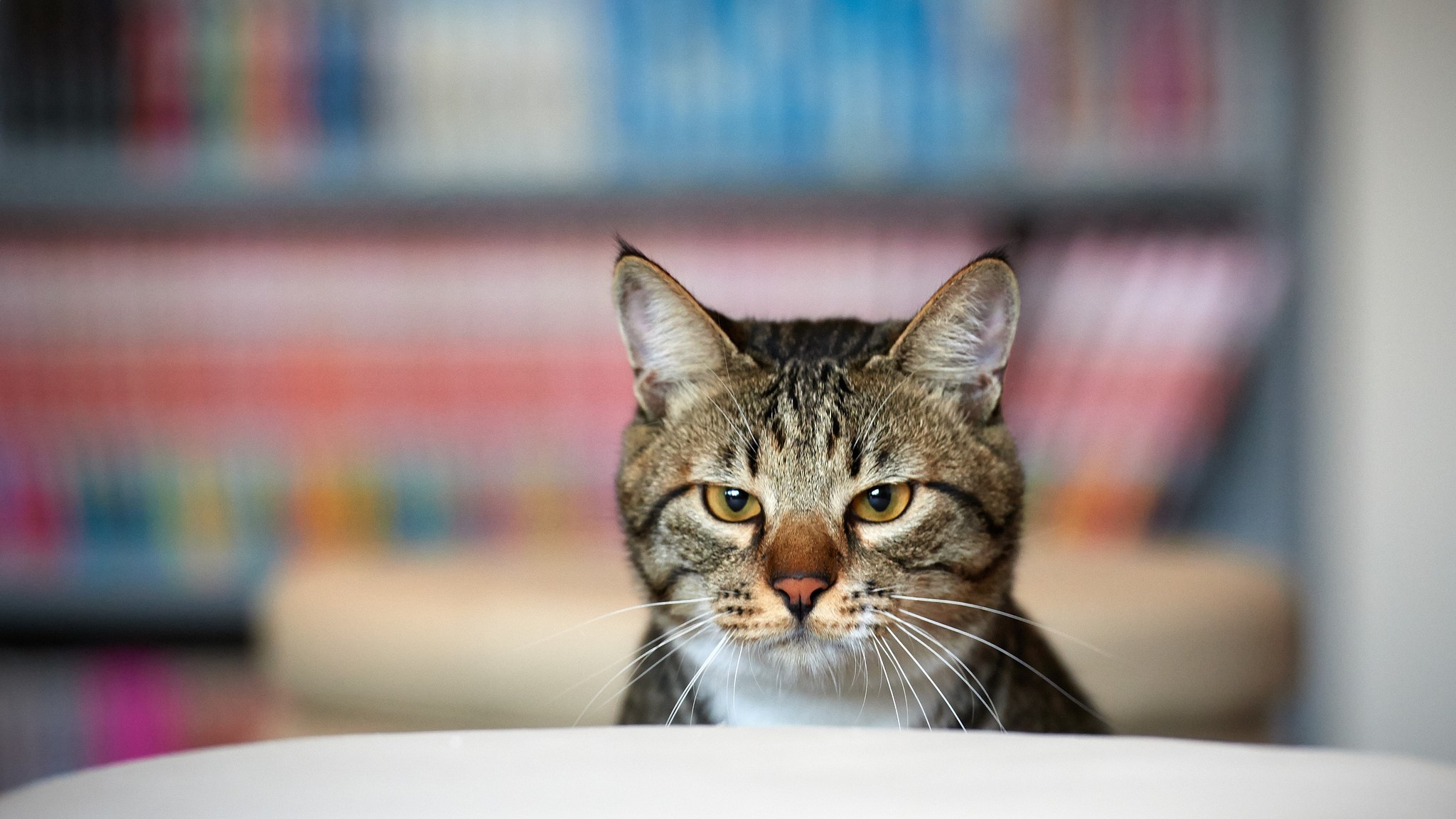Tabby cat looking forward HD Wallpaper
