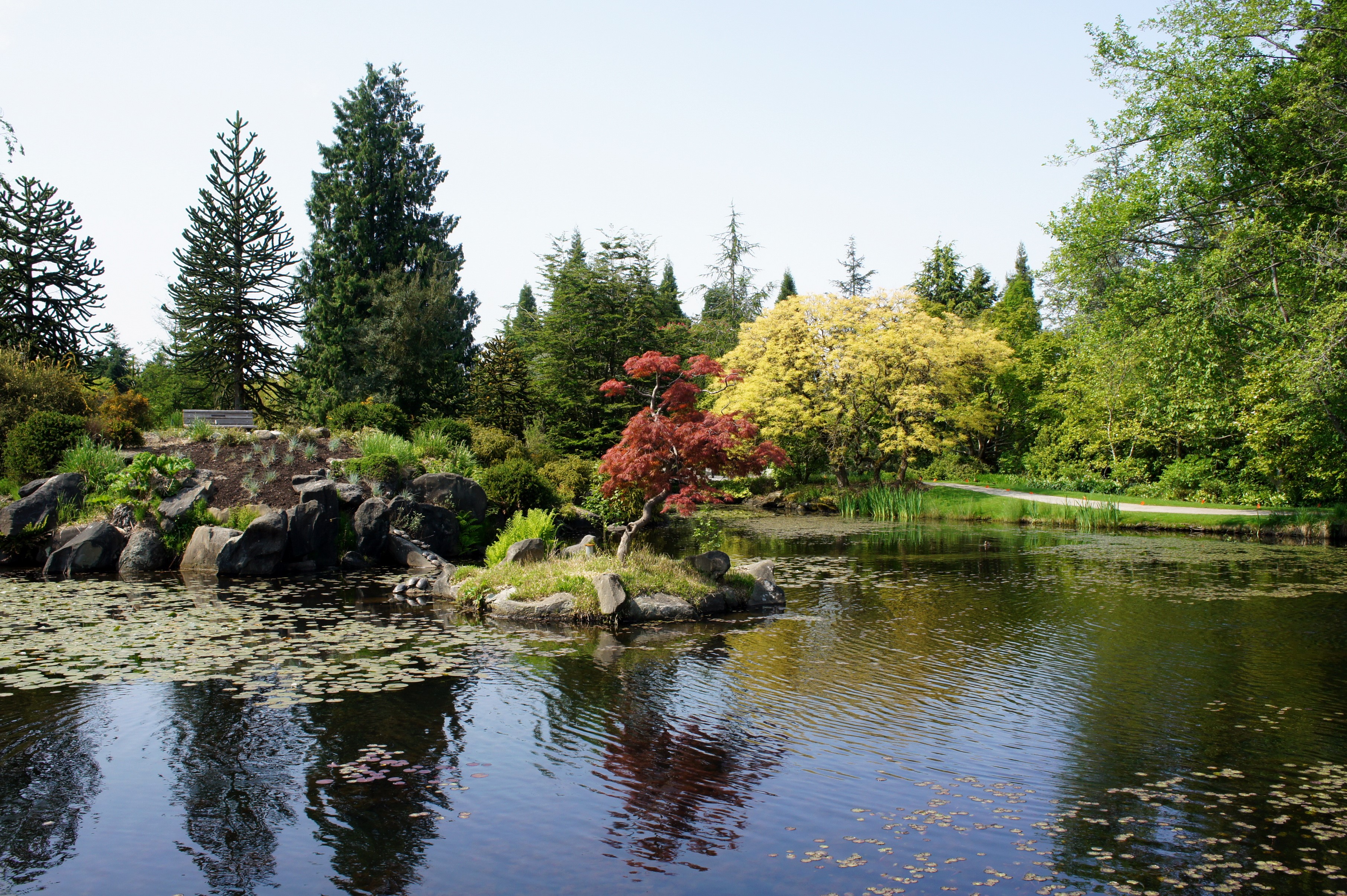 VanDusen Botanical Gardens Pond with Trees and Rocks HD Wallpaper