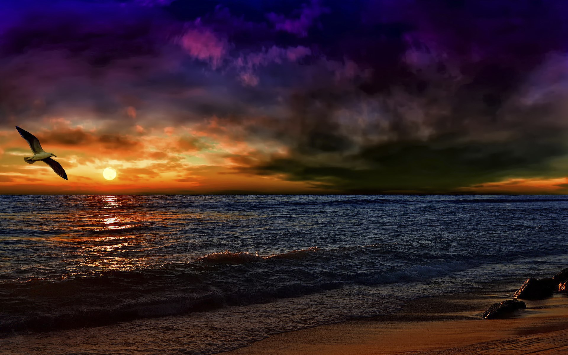 Seagull flying over ocean at sunset HD Wallpaper