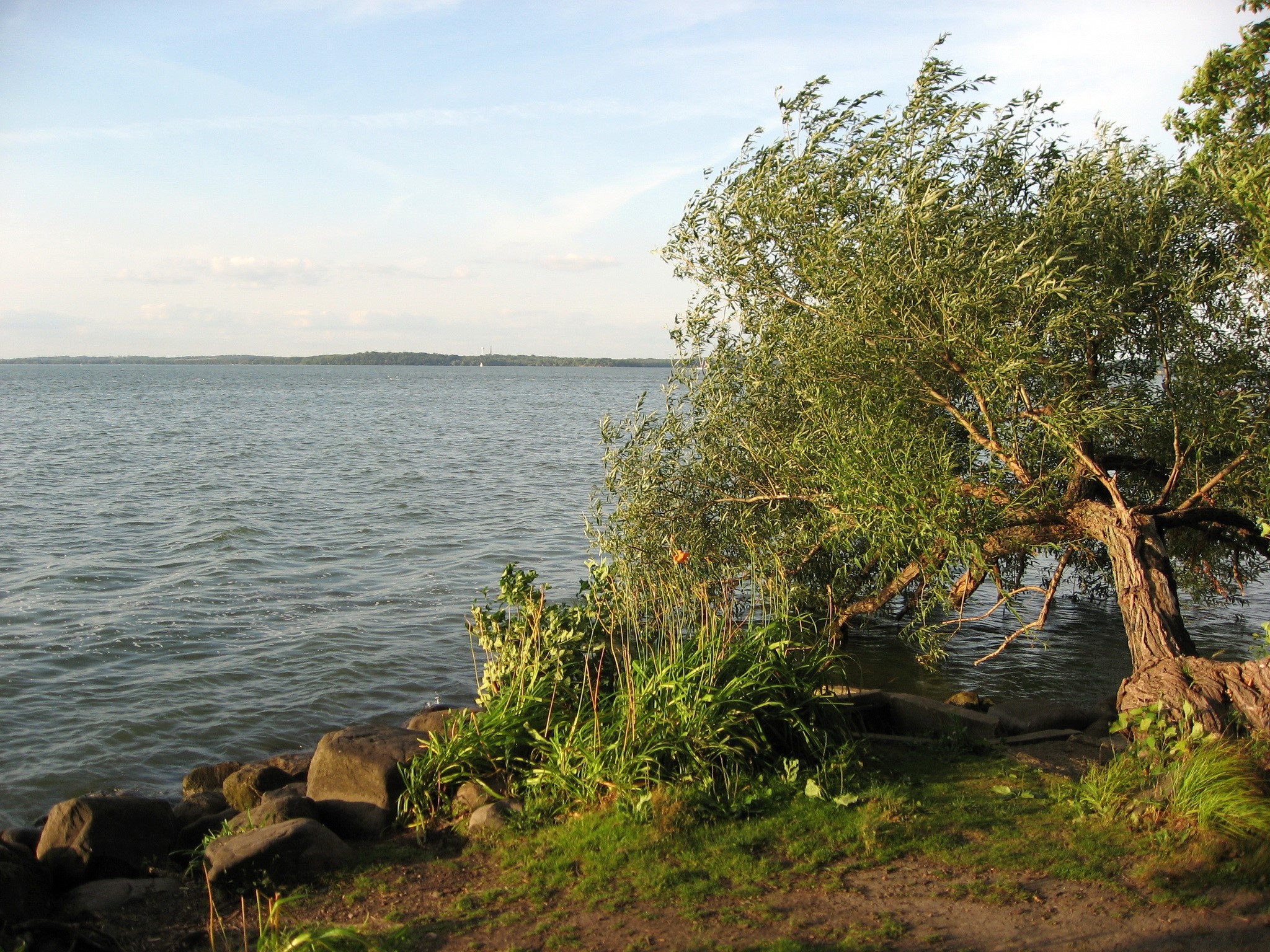 Willow tree by the water with rocks and grass HD Wallpaper