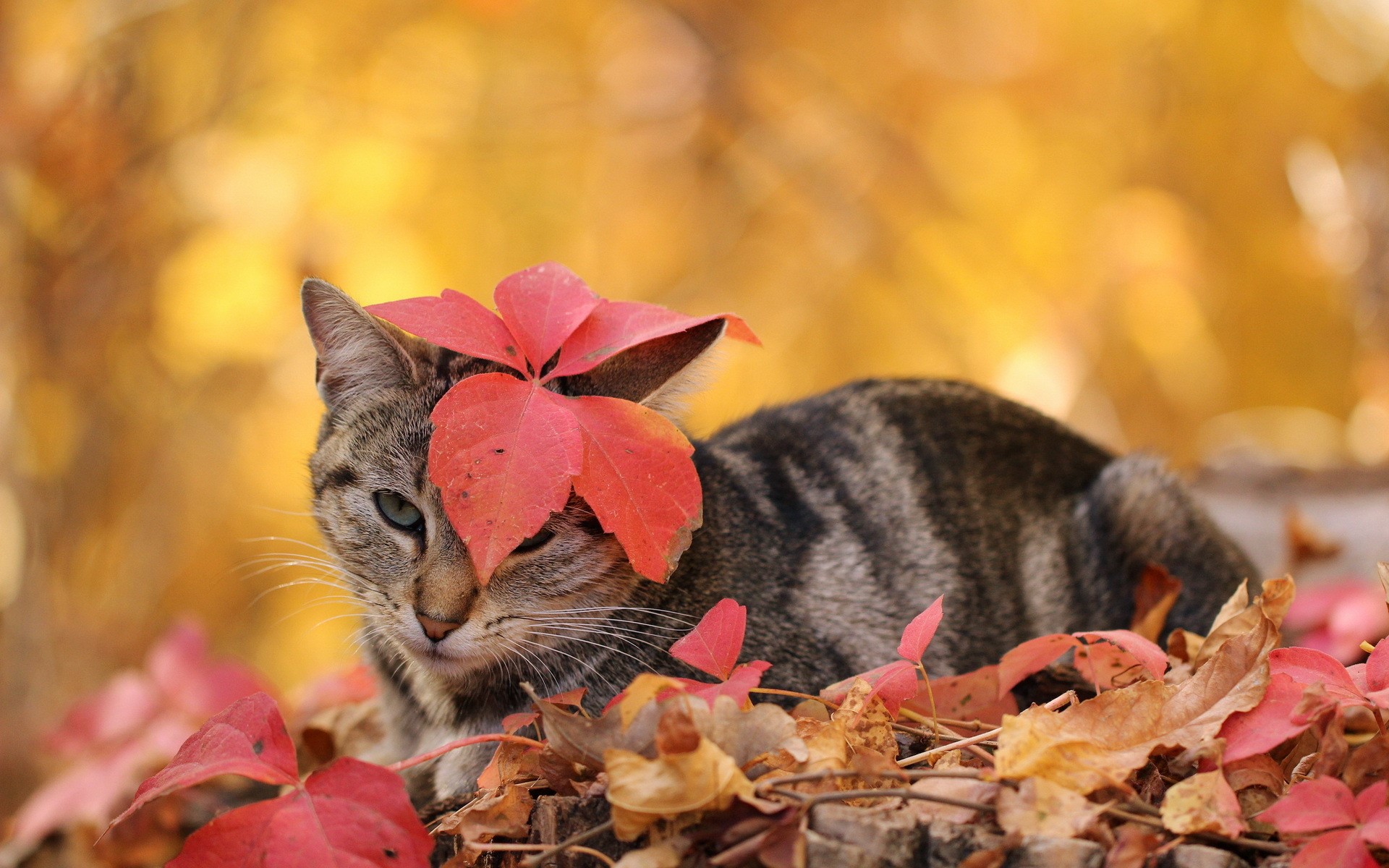 Tabby cat with red leaves in autumn foliage HD Wallpaper