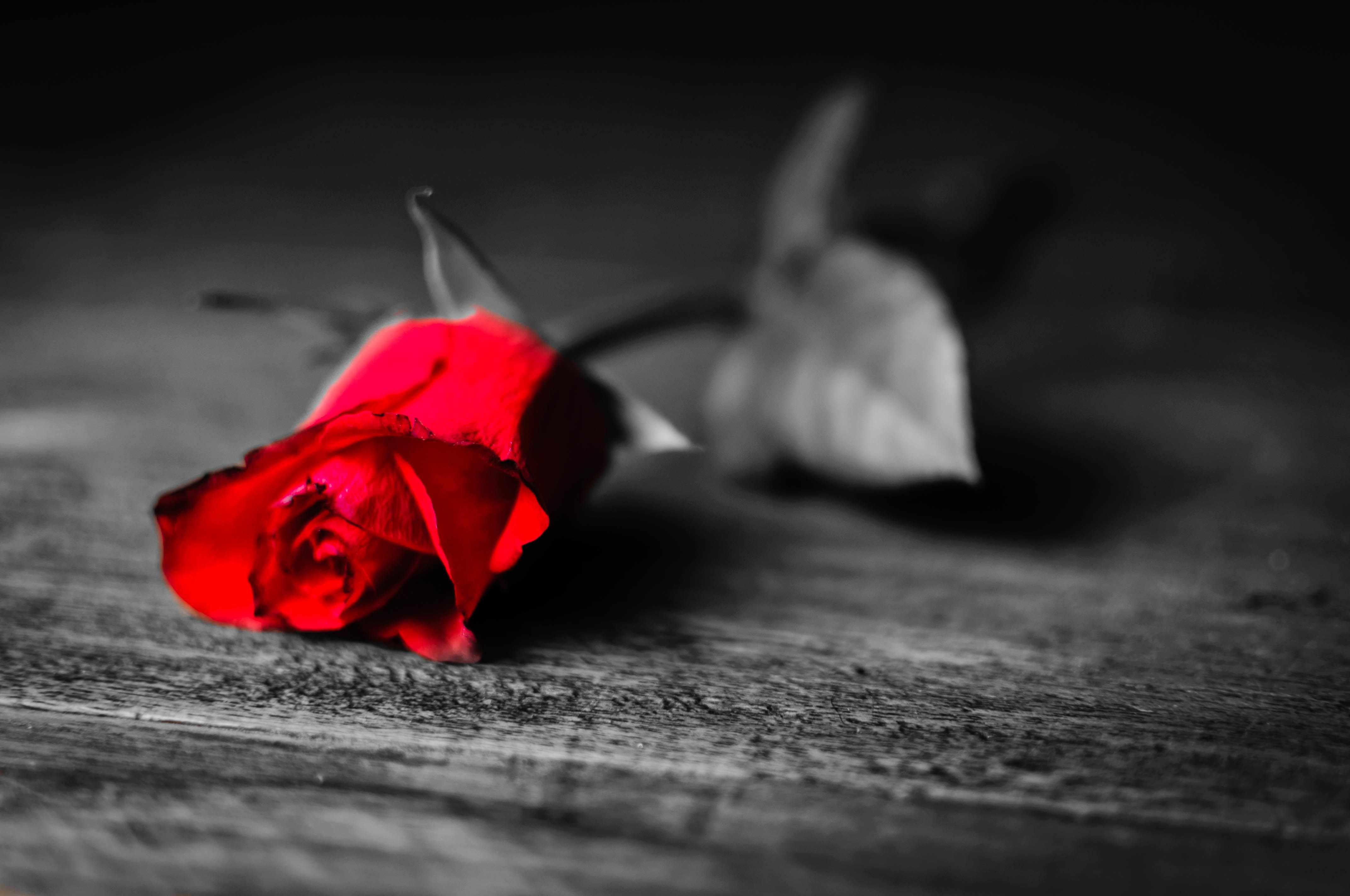Red Rose on a Wooden Surface HD Wallpaper