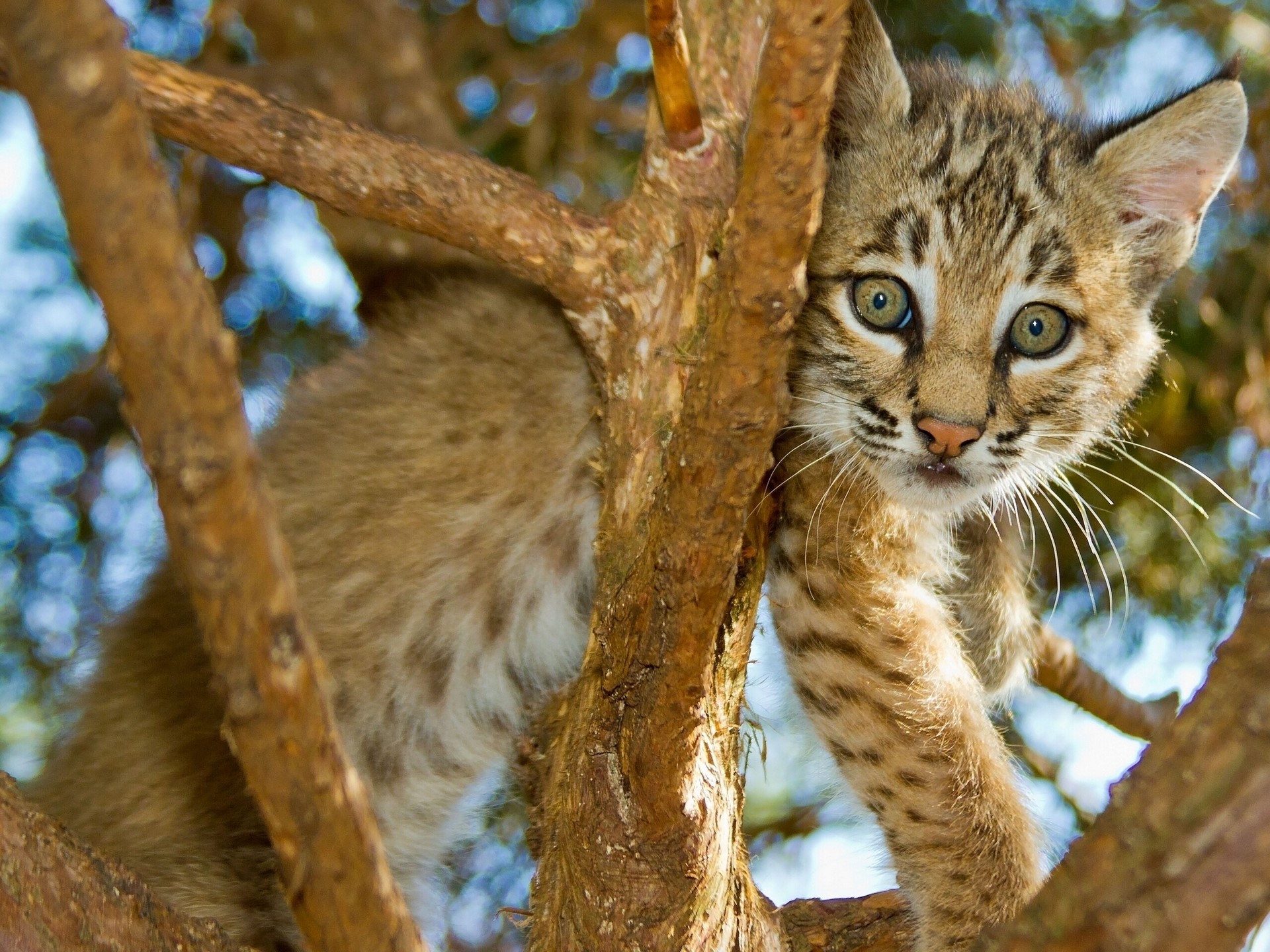 Bobcat cub climbing a tree HD Wallpaper